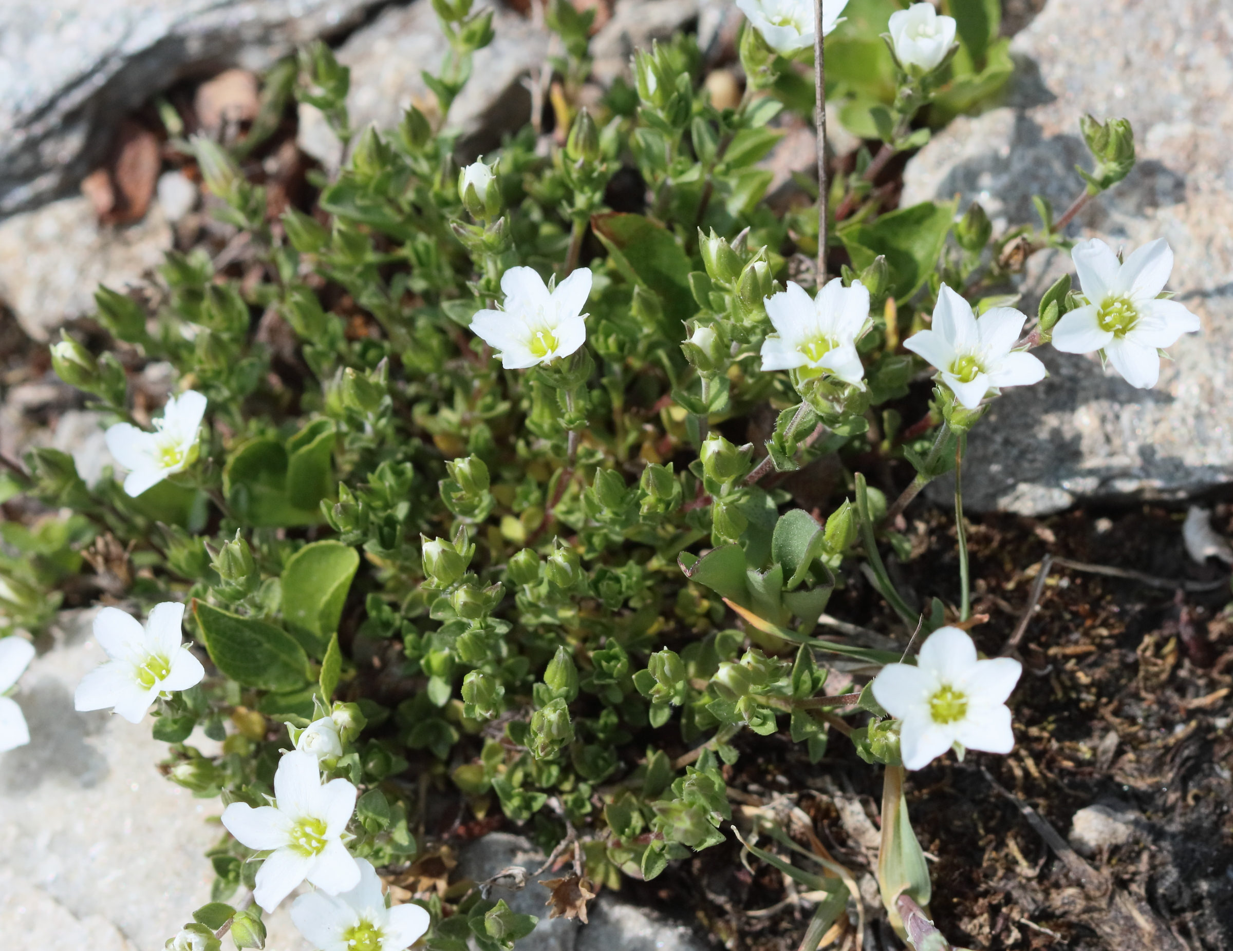 arenaria_ciliata4bd