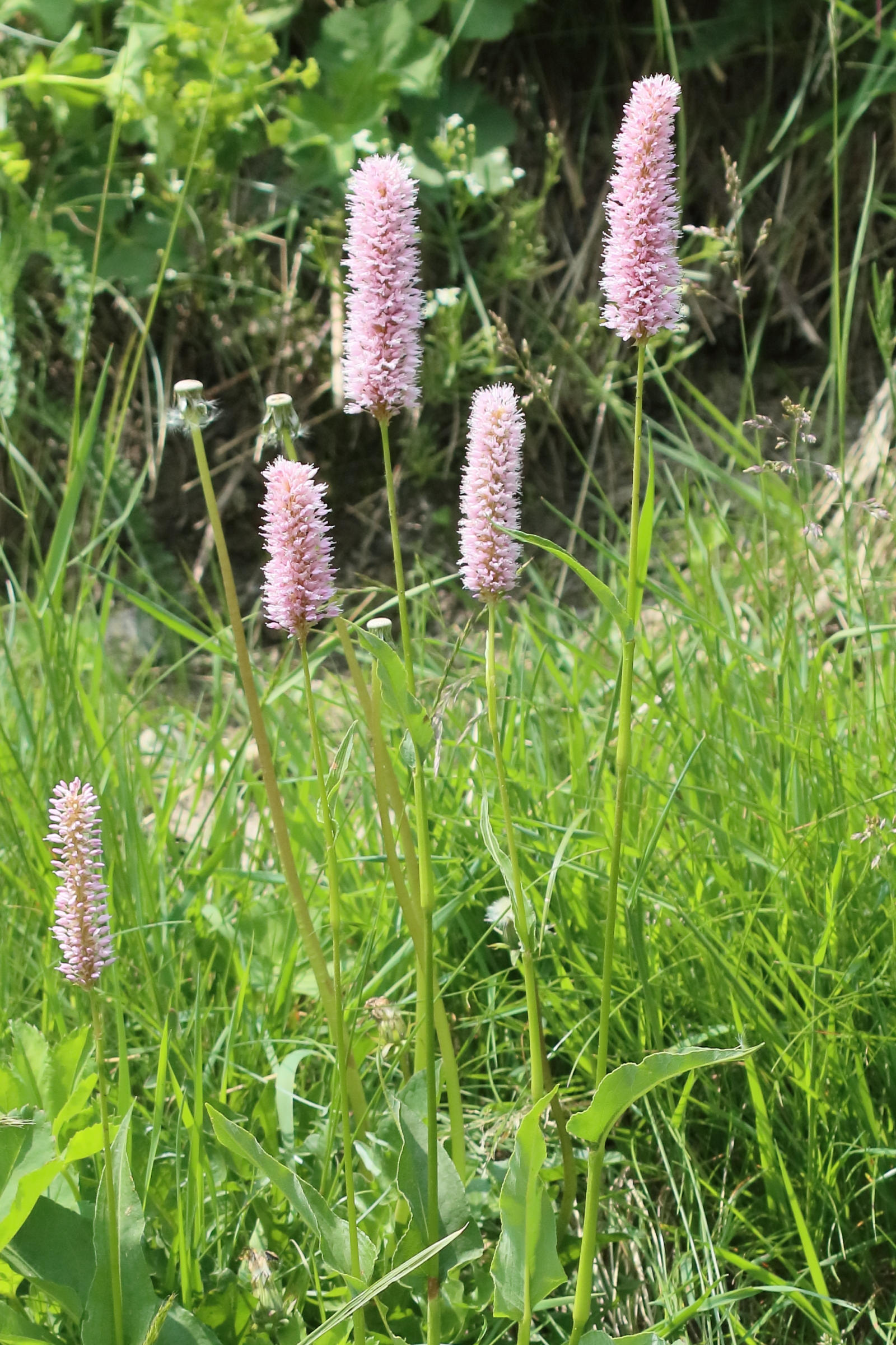 Afficher le média bistorta_officinalis6bd bistorta_officinalis6bd