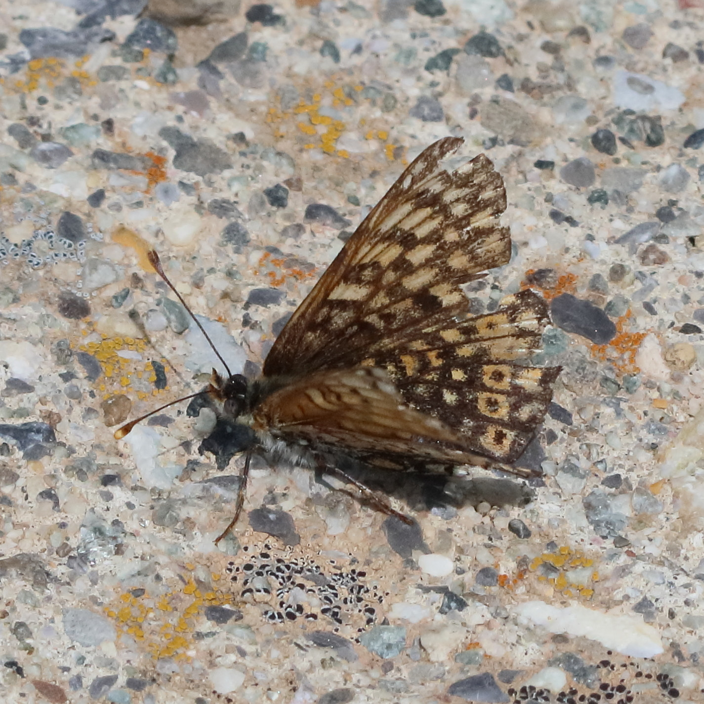 boloria_napaea3bd