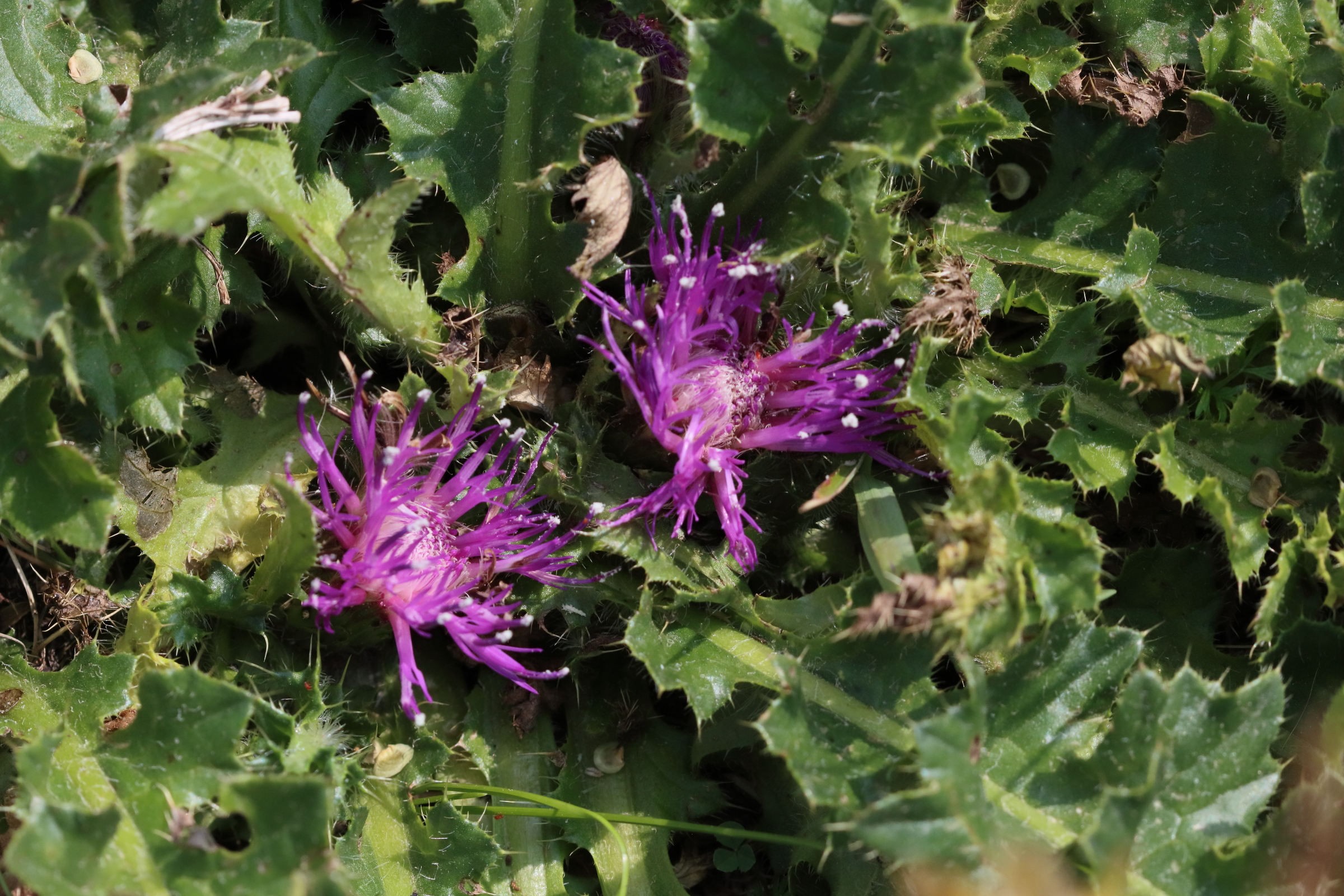 Afficher le média cirsium_acaulon4bd cirsium_acaulon4bd