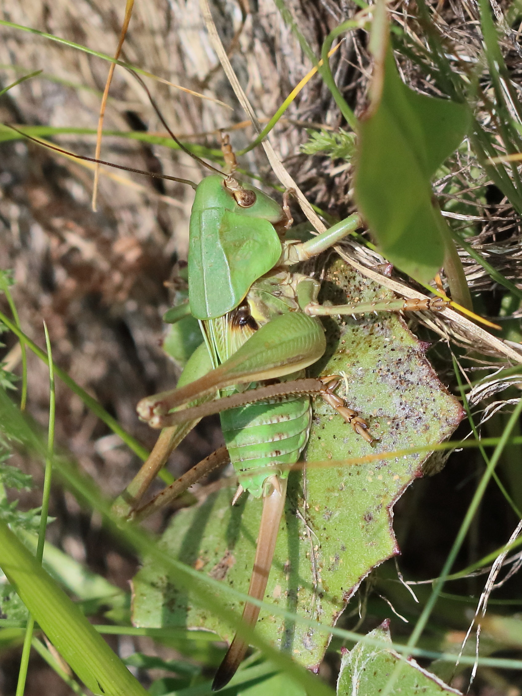 decticus_verrucivorus_juv1bd