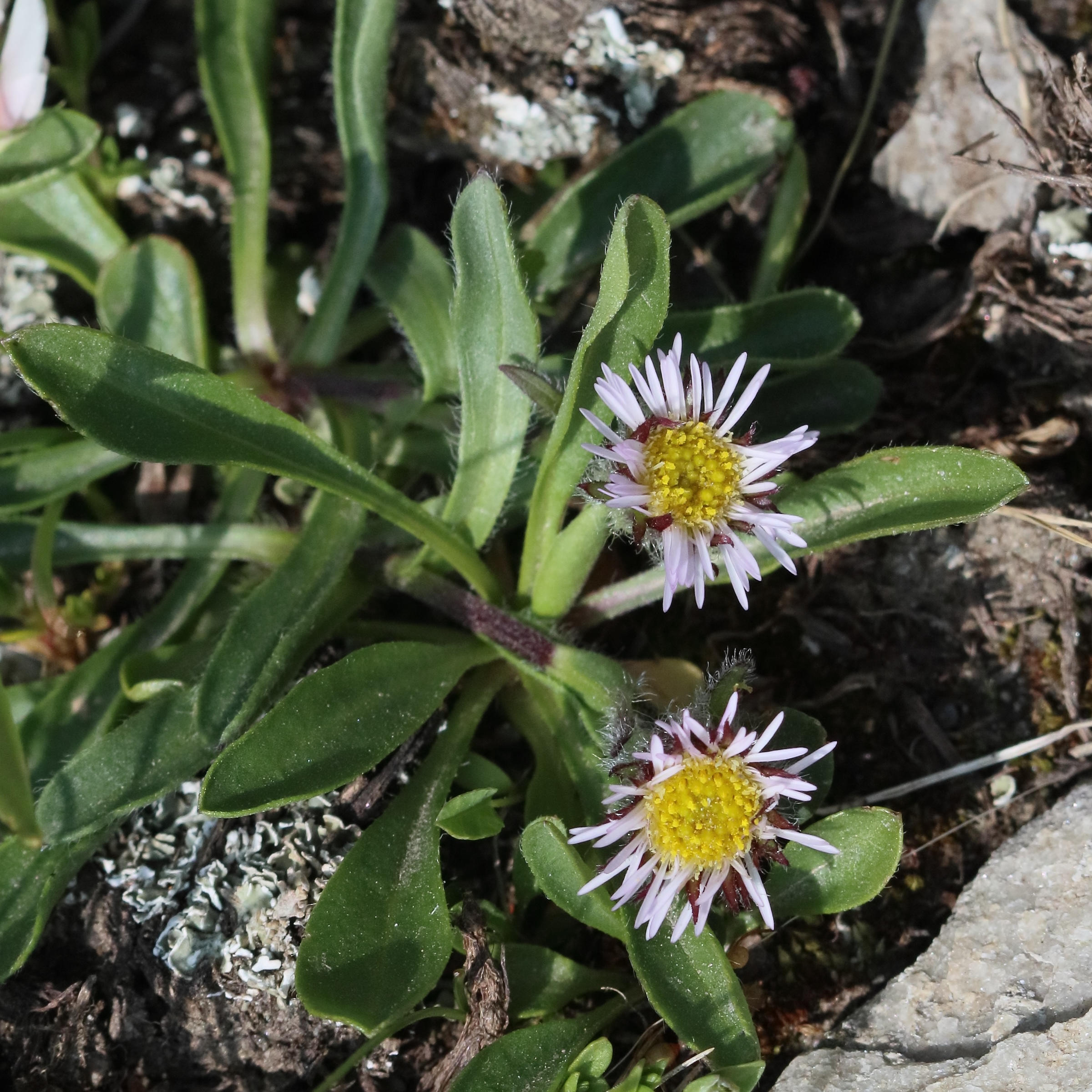 Afficher le média erigeron_alpinus4bd erigeron_alpinus4bd