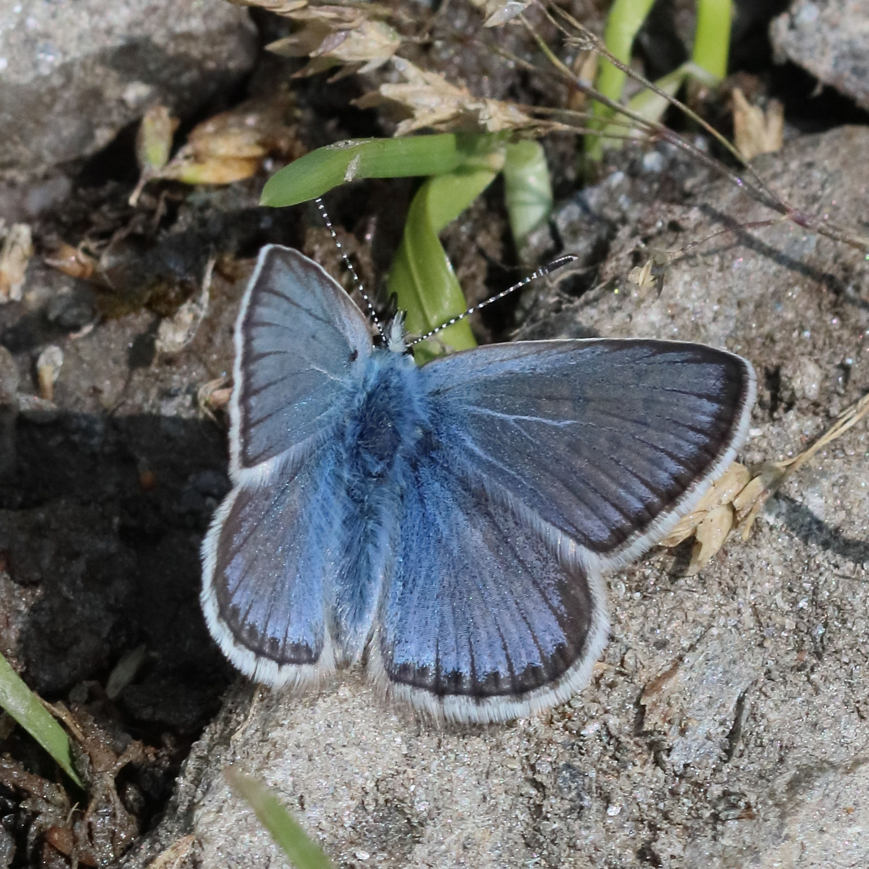 Afficher le média polyommatus_eros2bd polyommatus_eros2bd