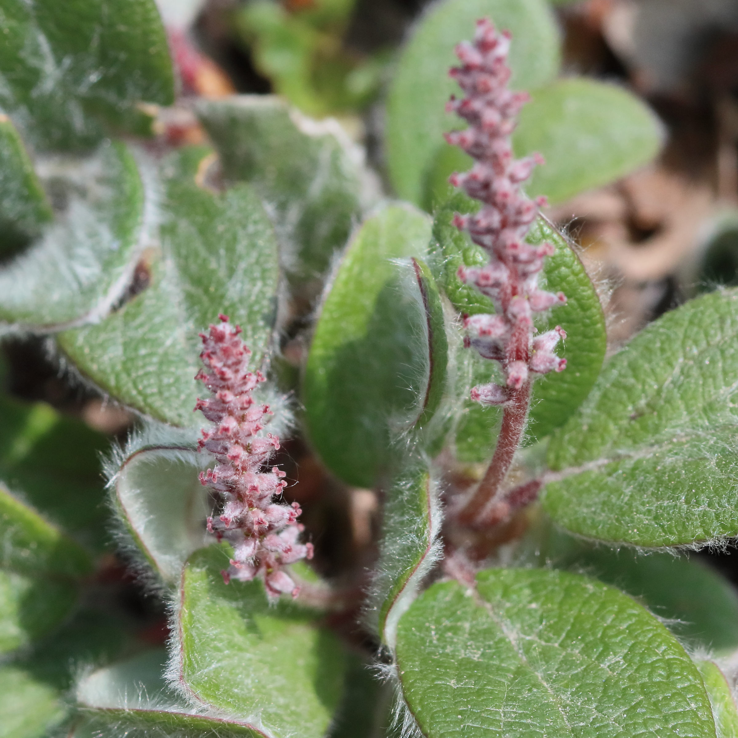 Afficher le média salix_reticulata8bd salix_reticulata8bd