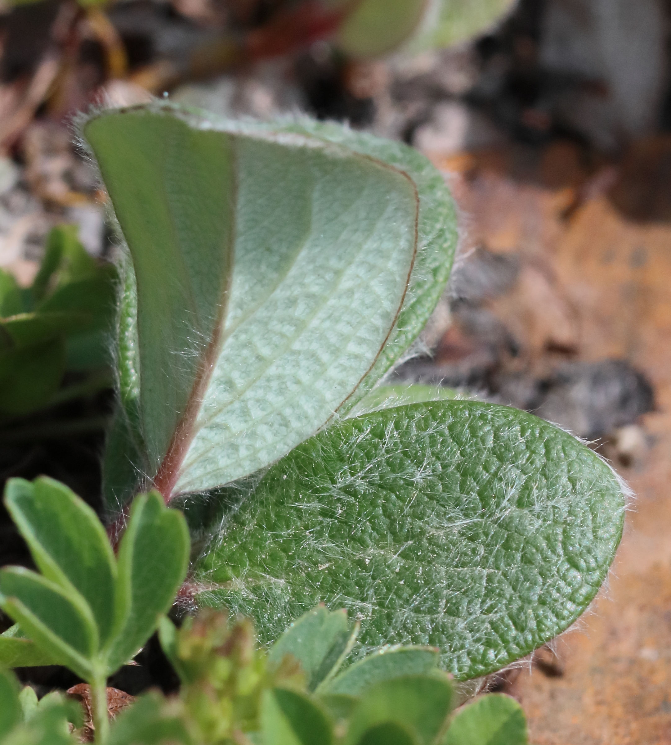 Afficher le média salix_reticulata9bd salix_reticulata9bd