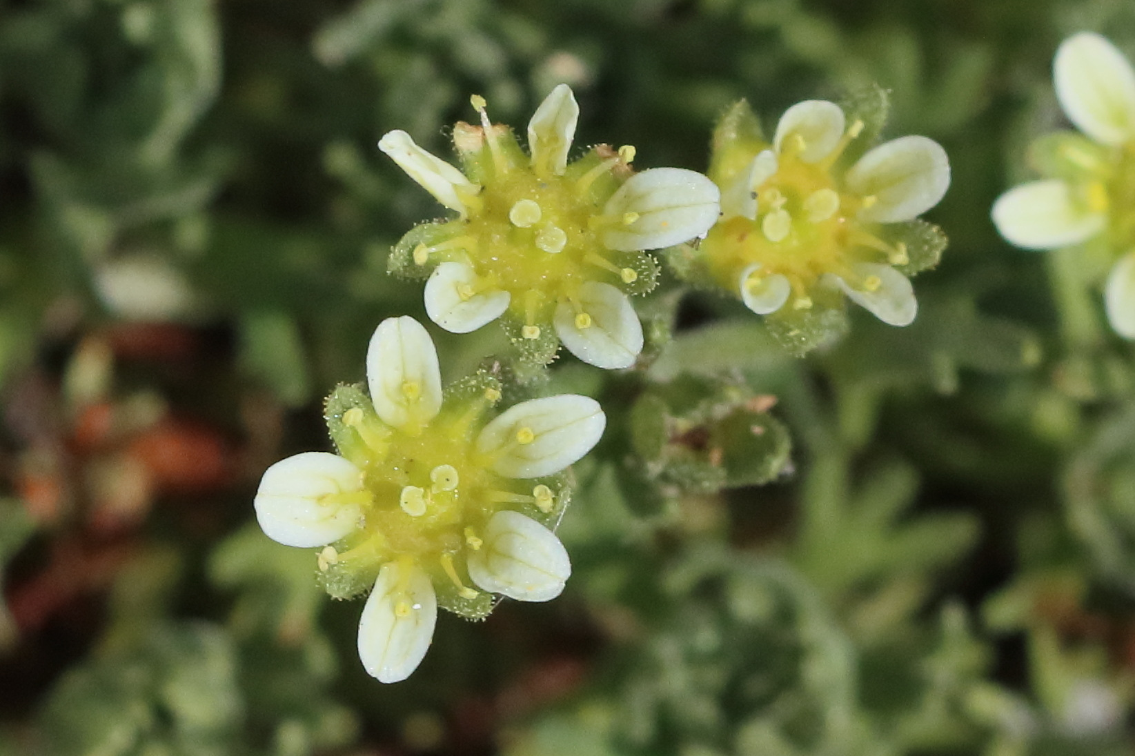 saxifraga_exarata5bd