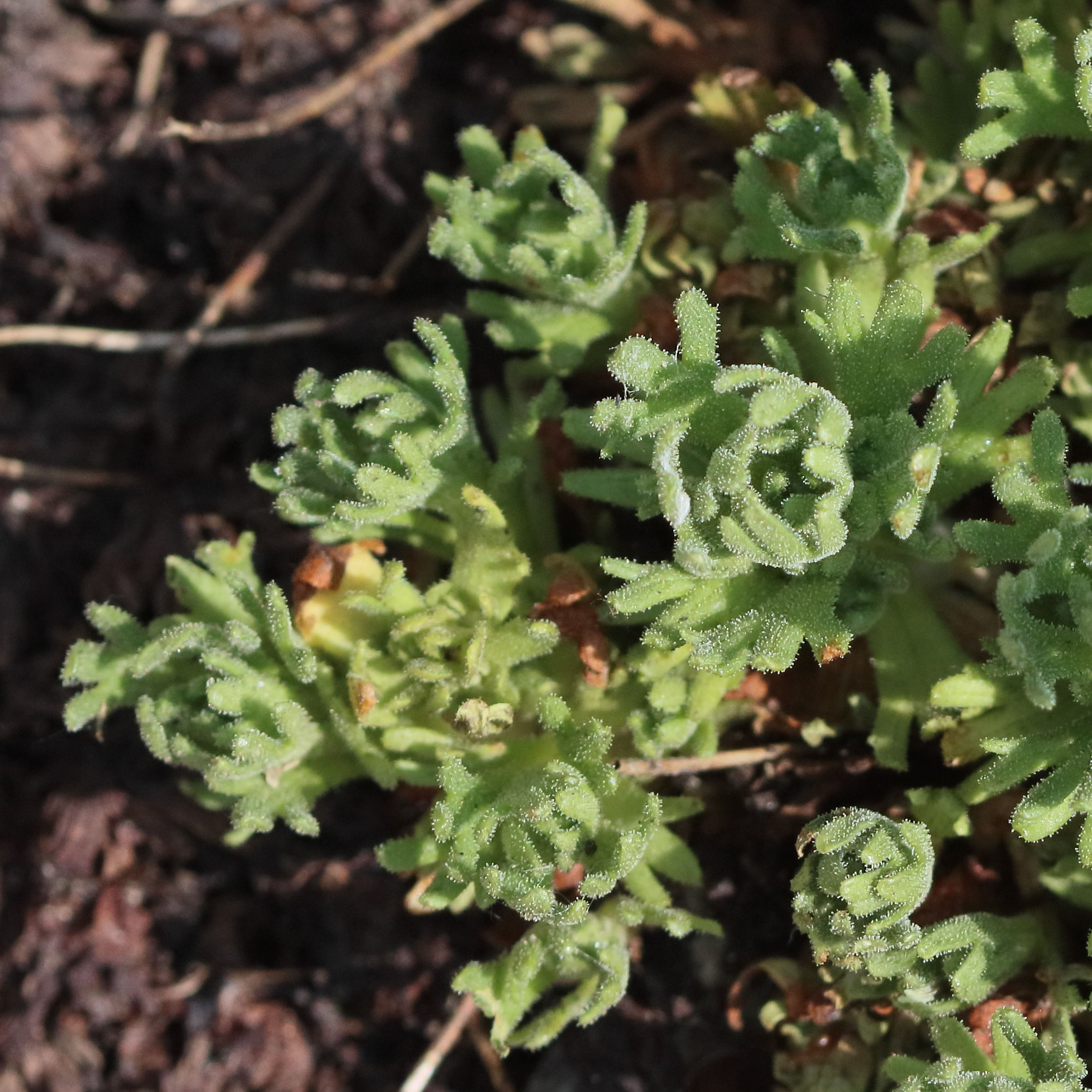 saxifraga_exarata6bd