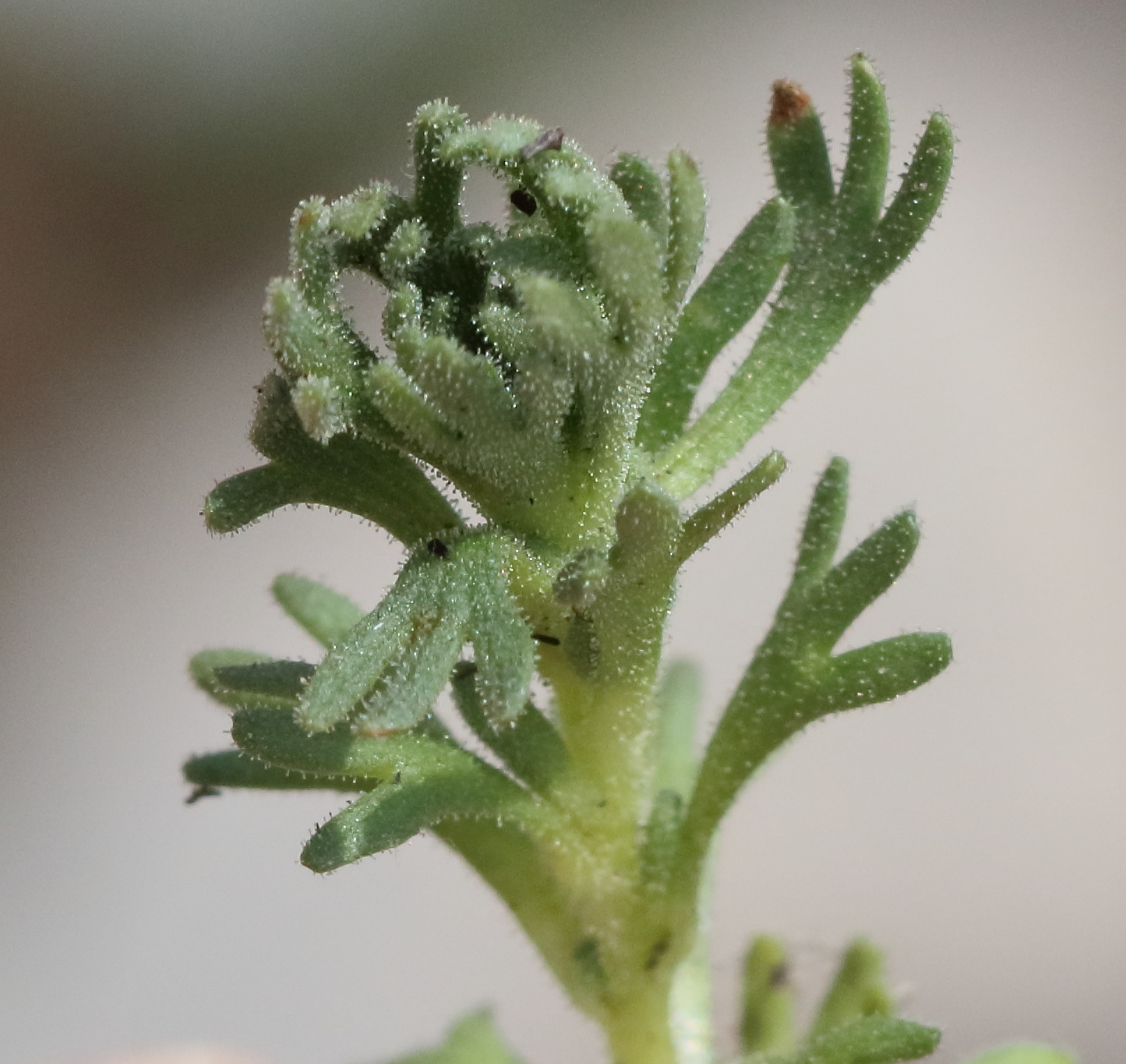 saxifraga_exarata7bd