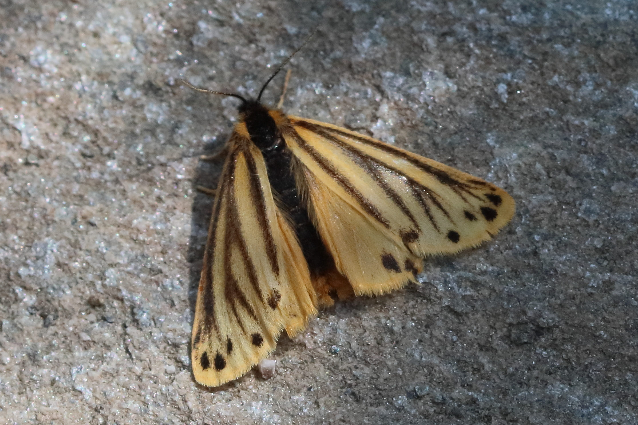 Afficher le média setina_aurita3bd setina_aurita3bd