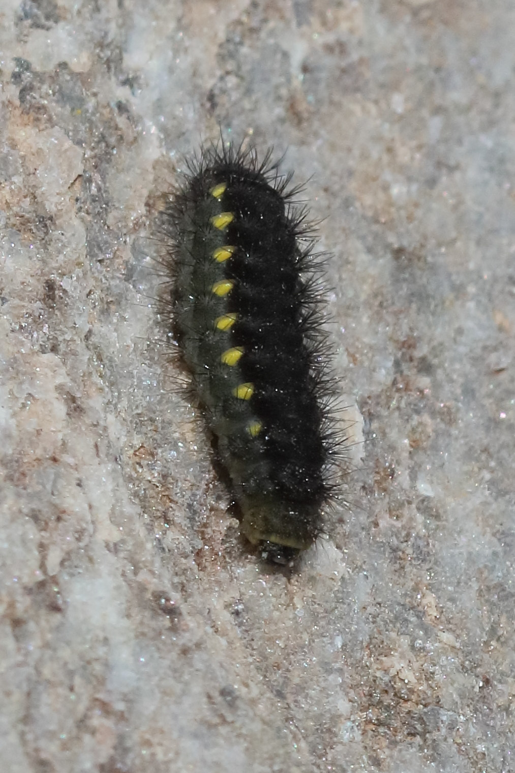 zygaena_exulans_ch1bd