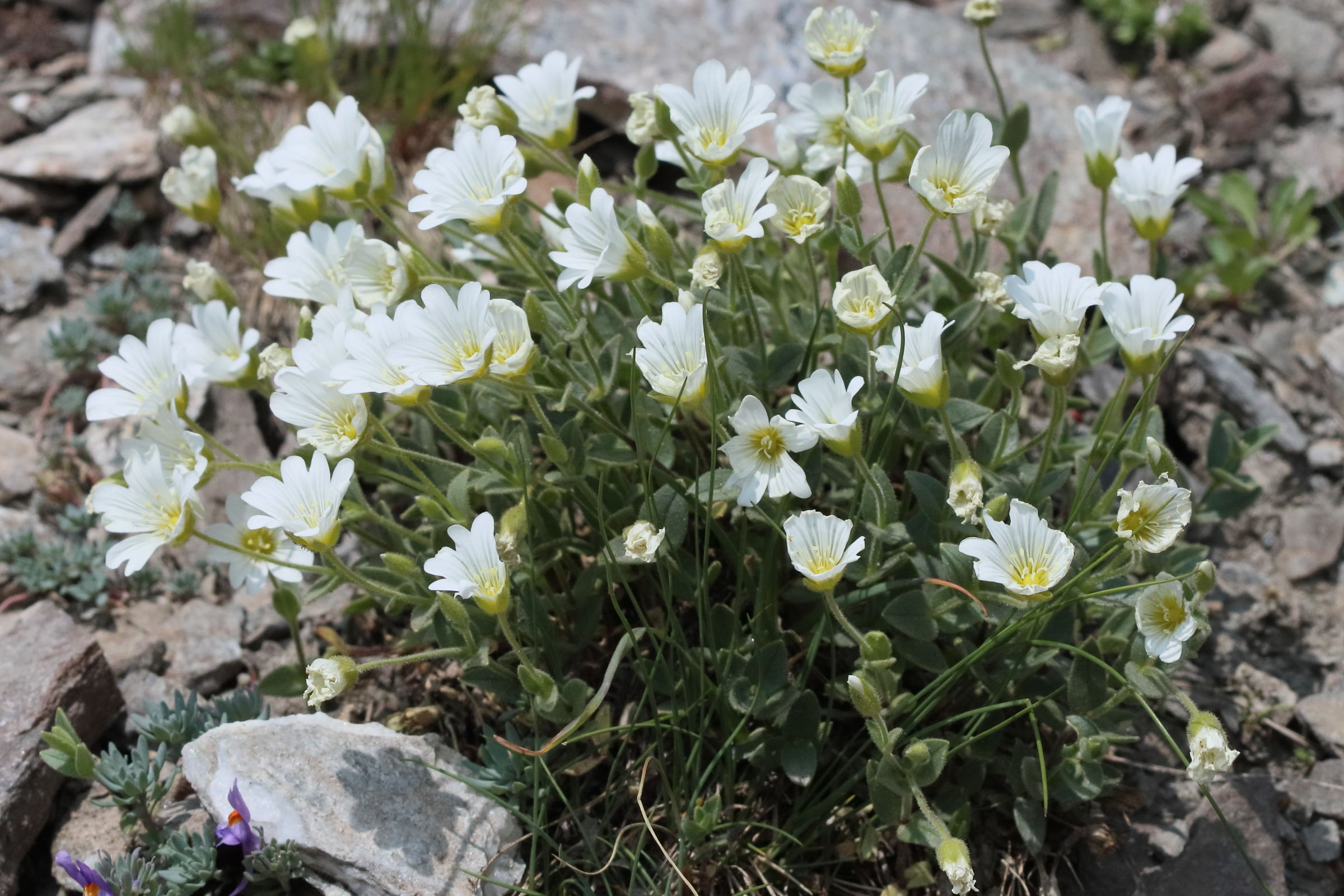 Afficher le média cerastium_latifolium5bd cerastium_latifolium5bd