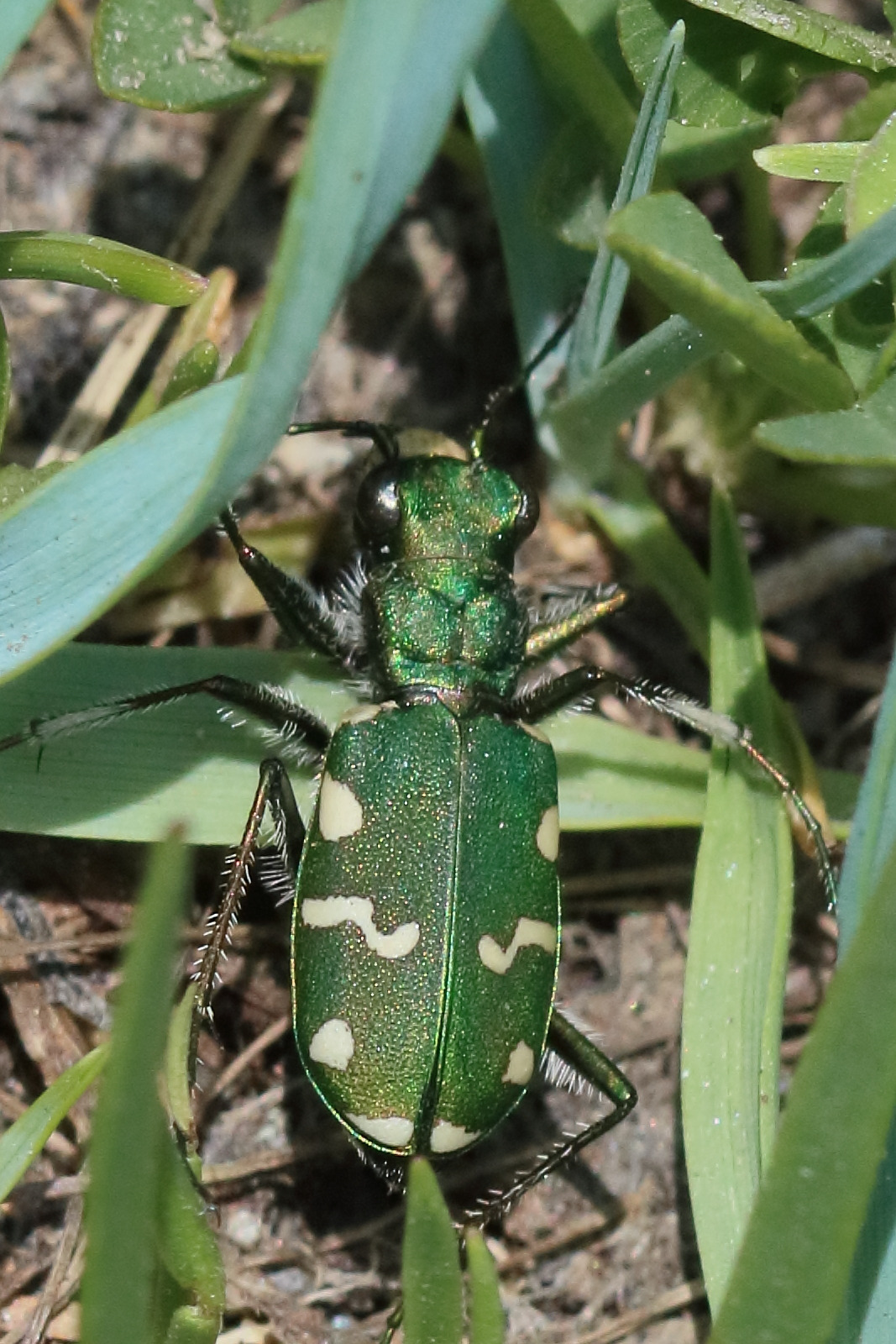 cicindela_gallica1bd