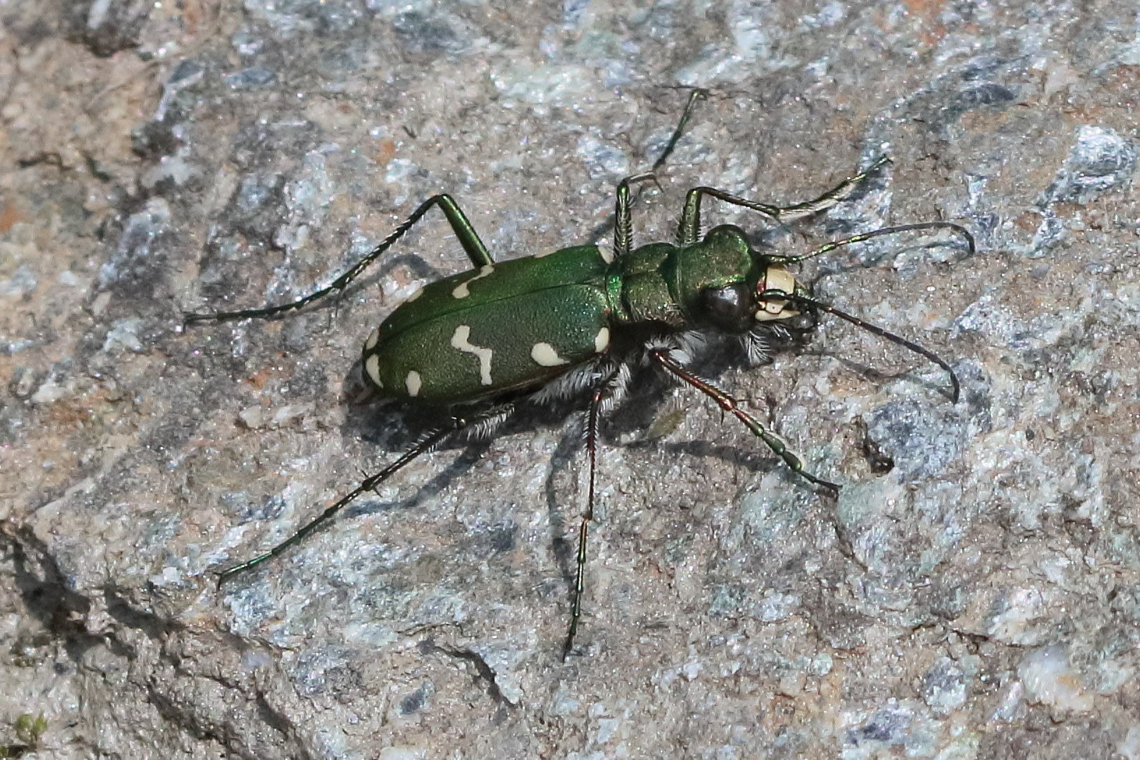 cicindela_gallica3bd
