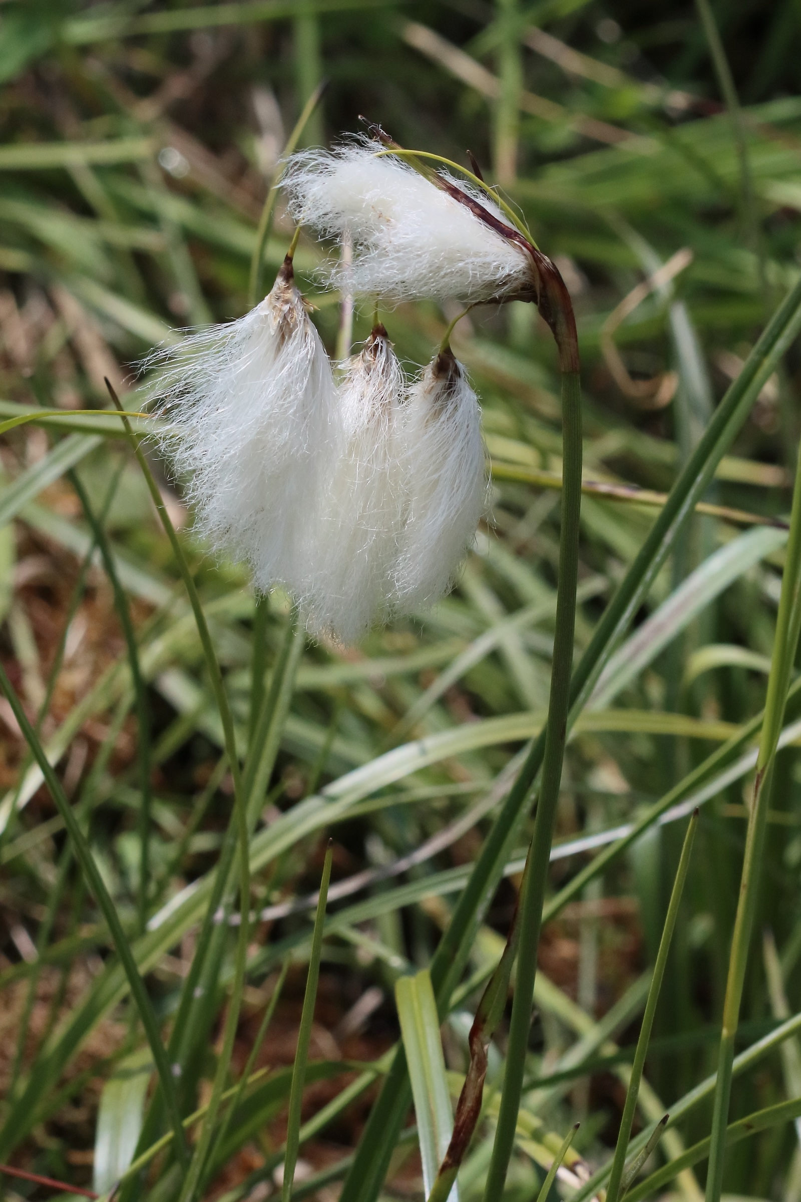 eriophorum_angustifolium3bd