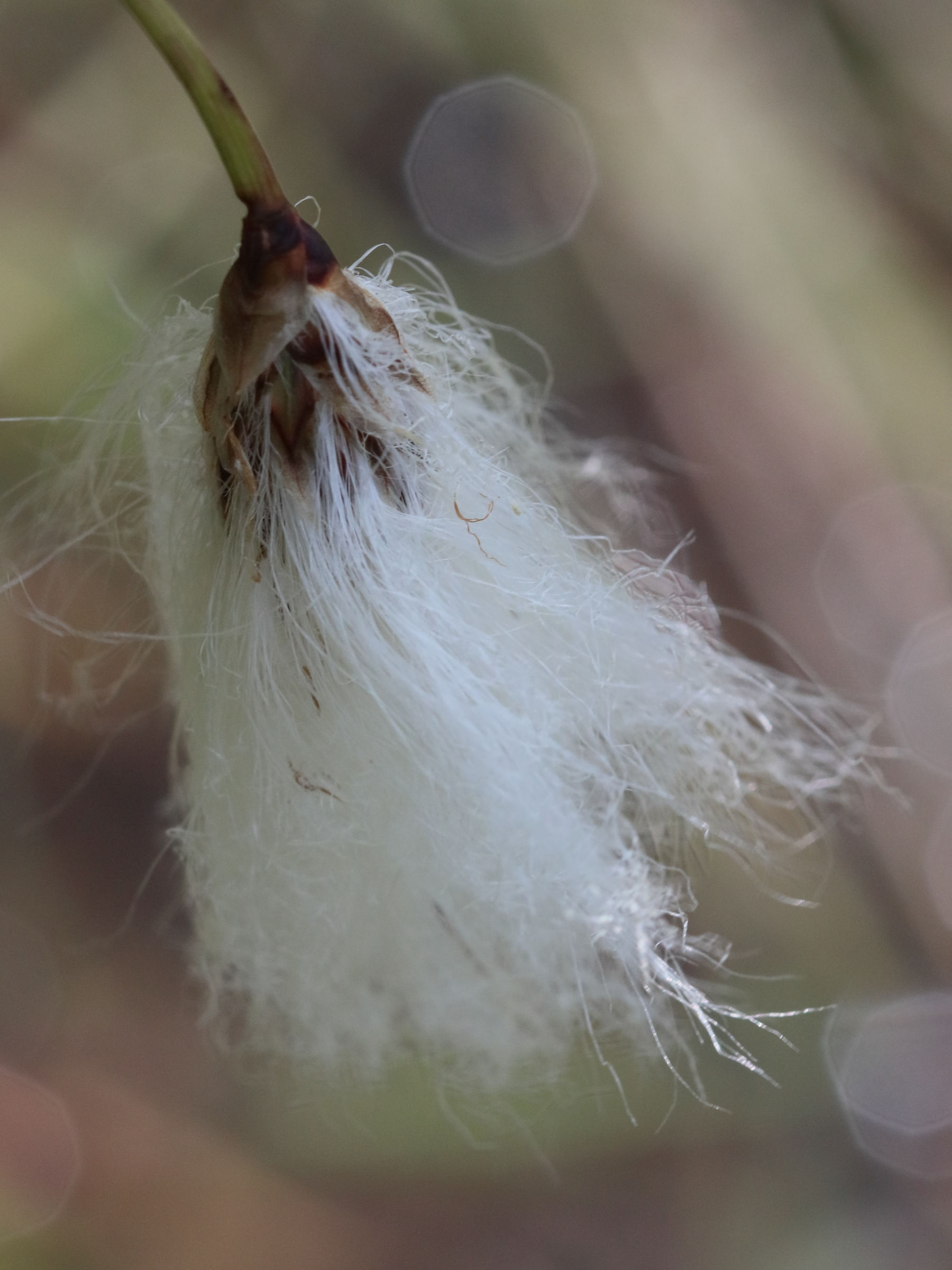 eriophorum_angustifolium8bd