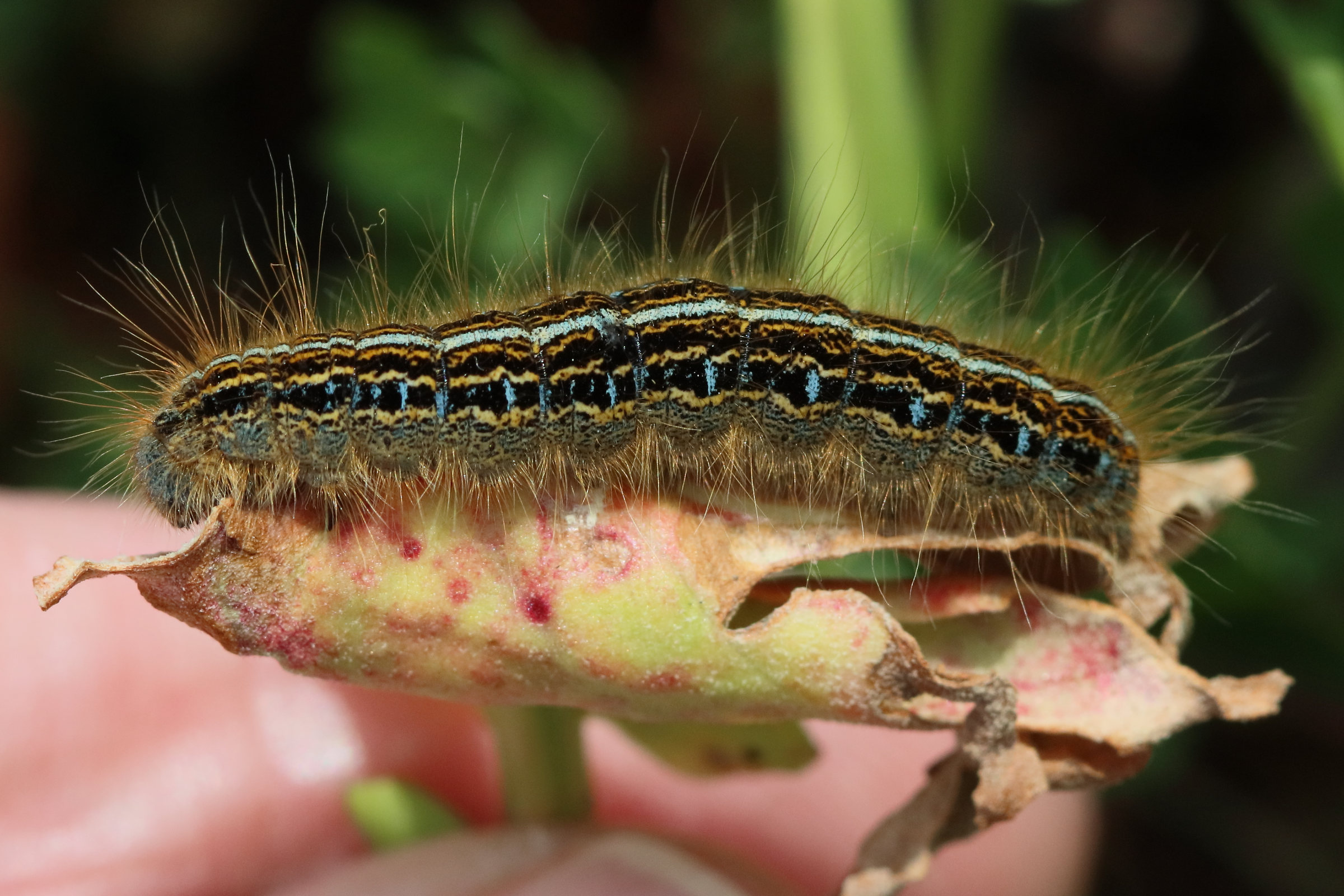 malacosoma_alpicola_ch1bd