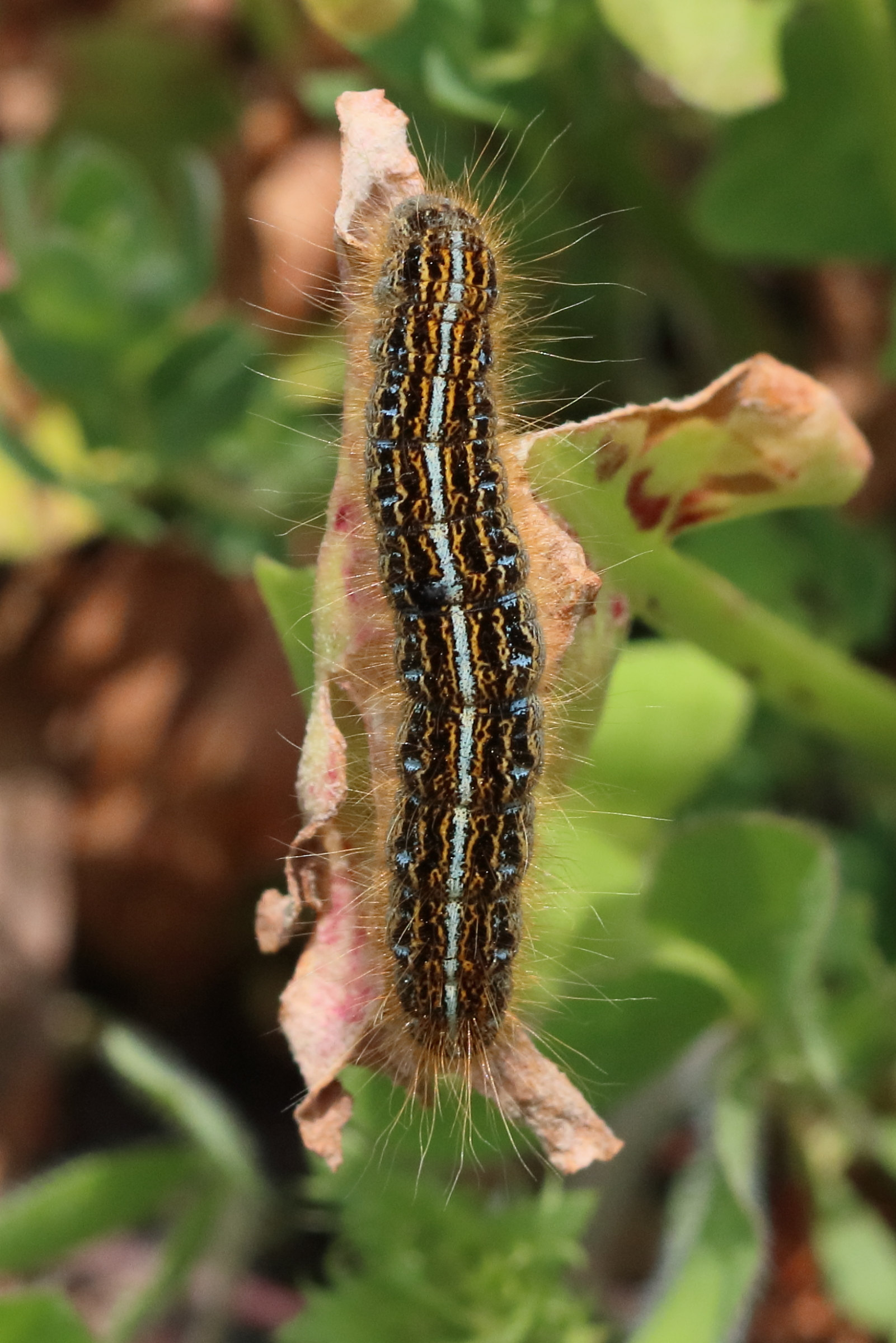malacosoma_alpicola_ch2bd