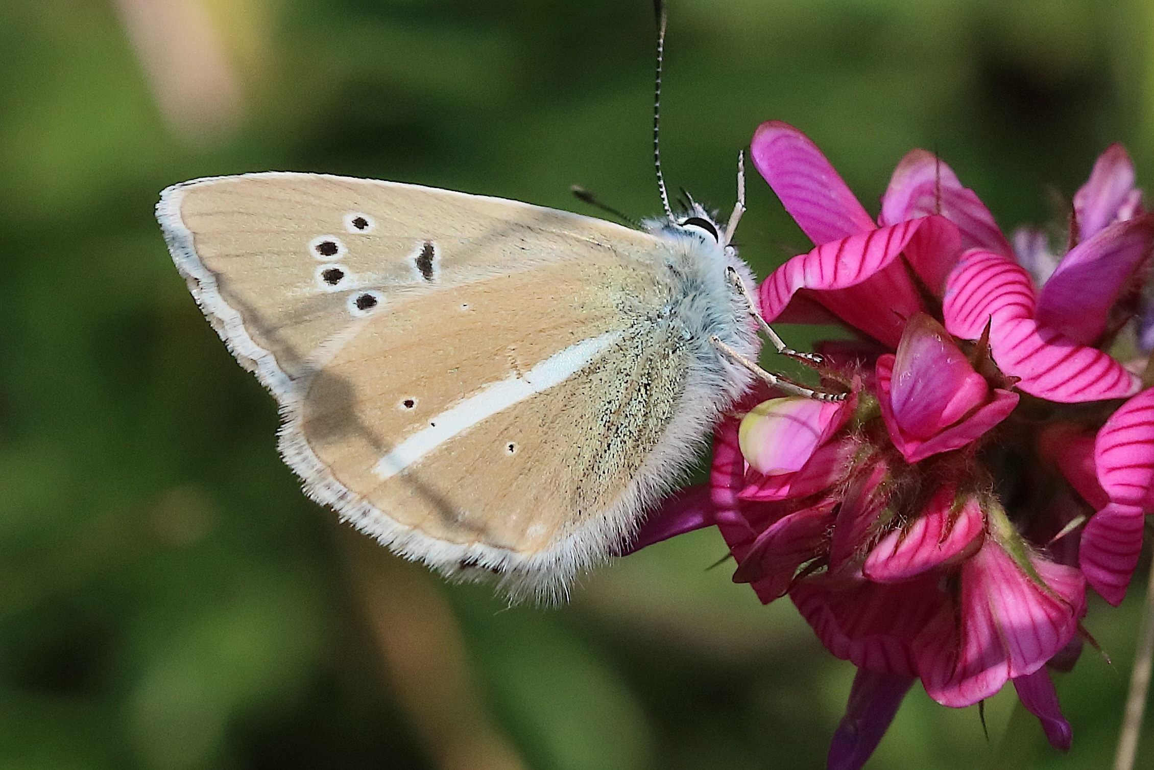 polyommatus_damon6bd