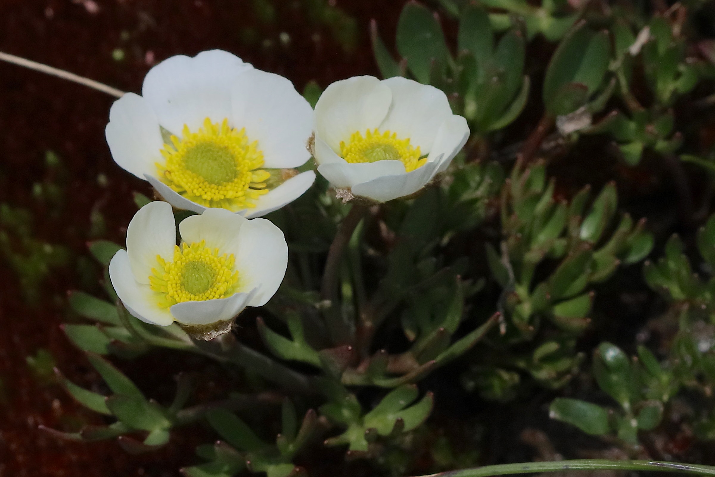 ranunculus_glacialis8bd