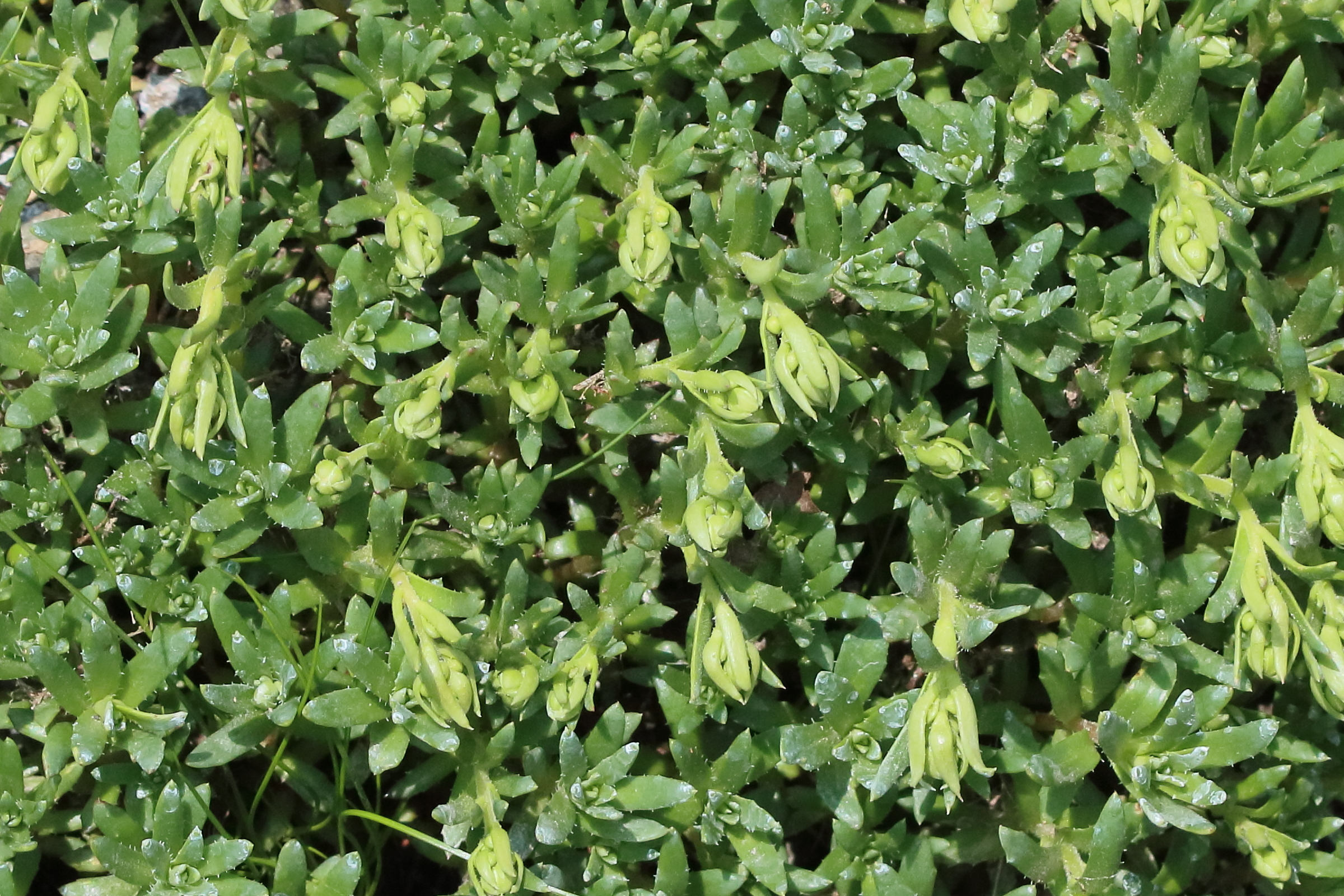 Afficher le média saxifraga_aizoides8bd saxifraga_aizoides8bd