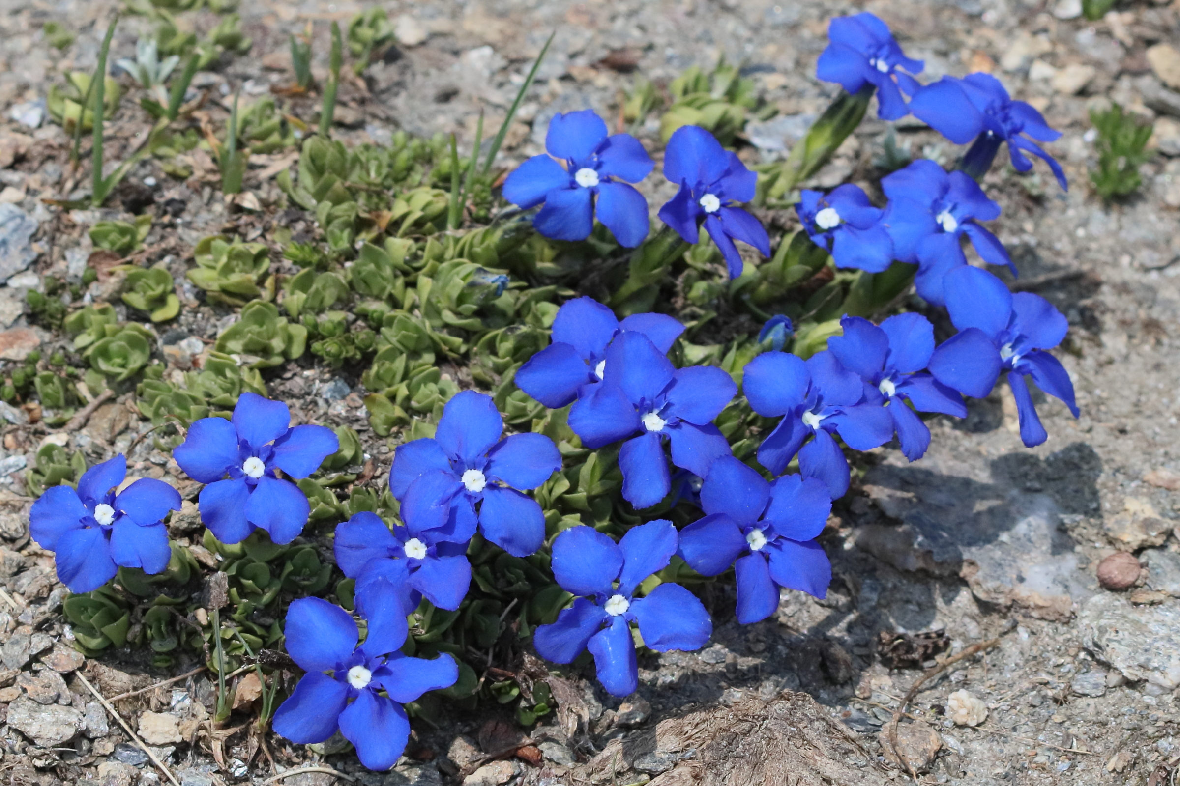 gentiana_schleicheri1bd