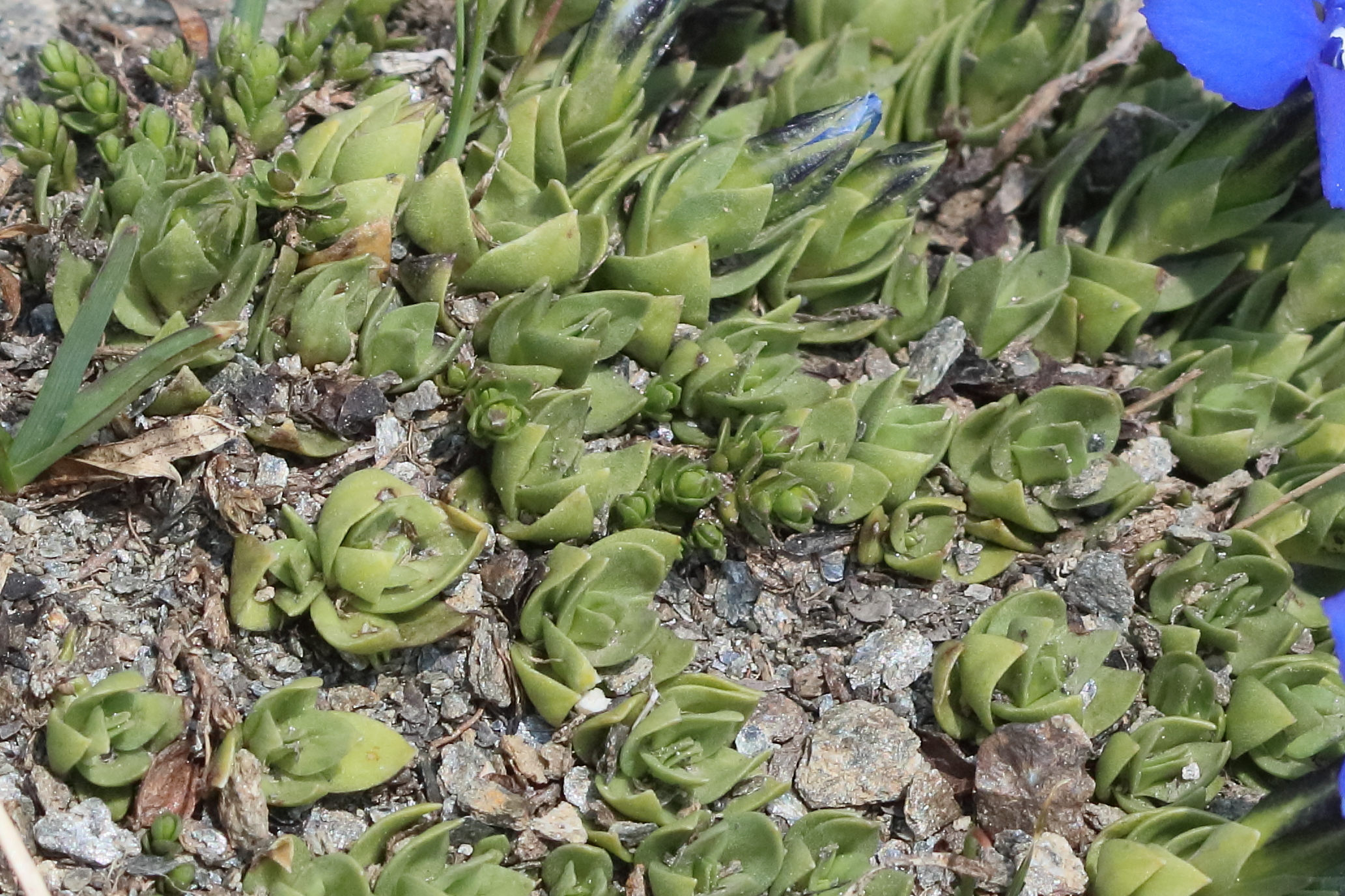 gentiana_schleicheri2bd