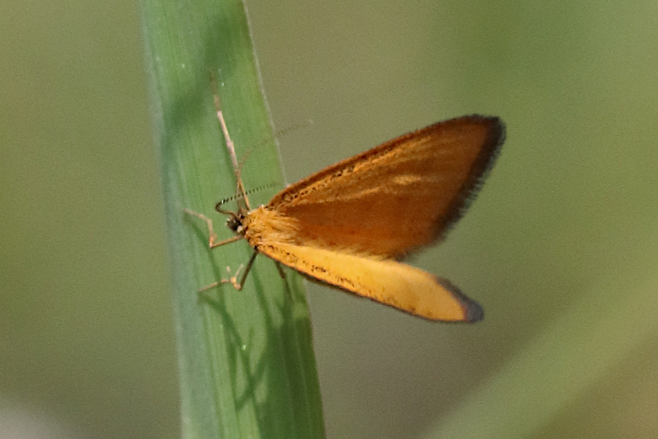 idaea_flaveolaria1bd