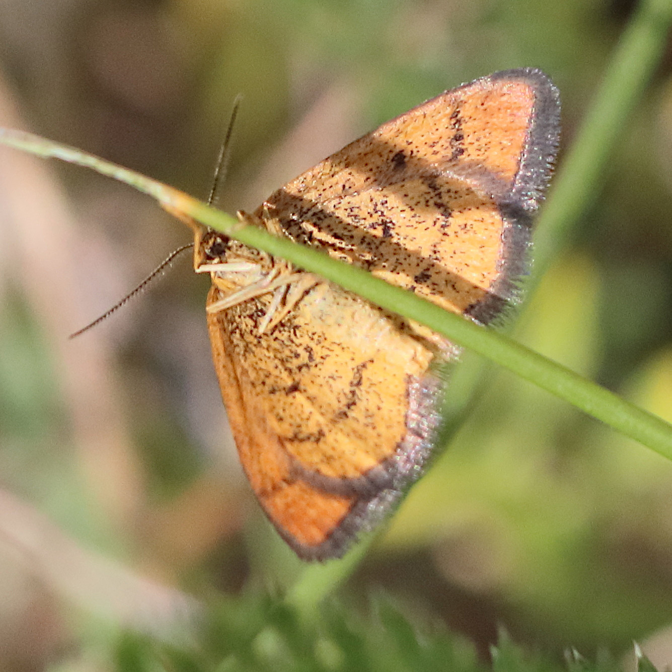 idaea_flaveolaria2bd