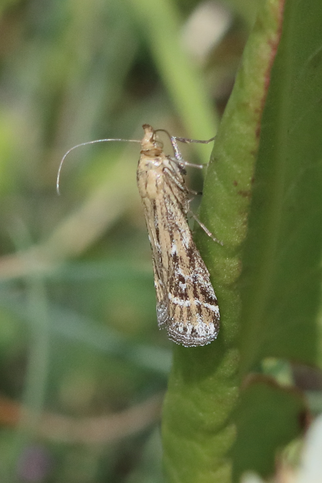 pempeliella_ornatella1bd