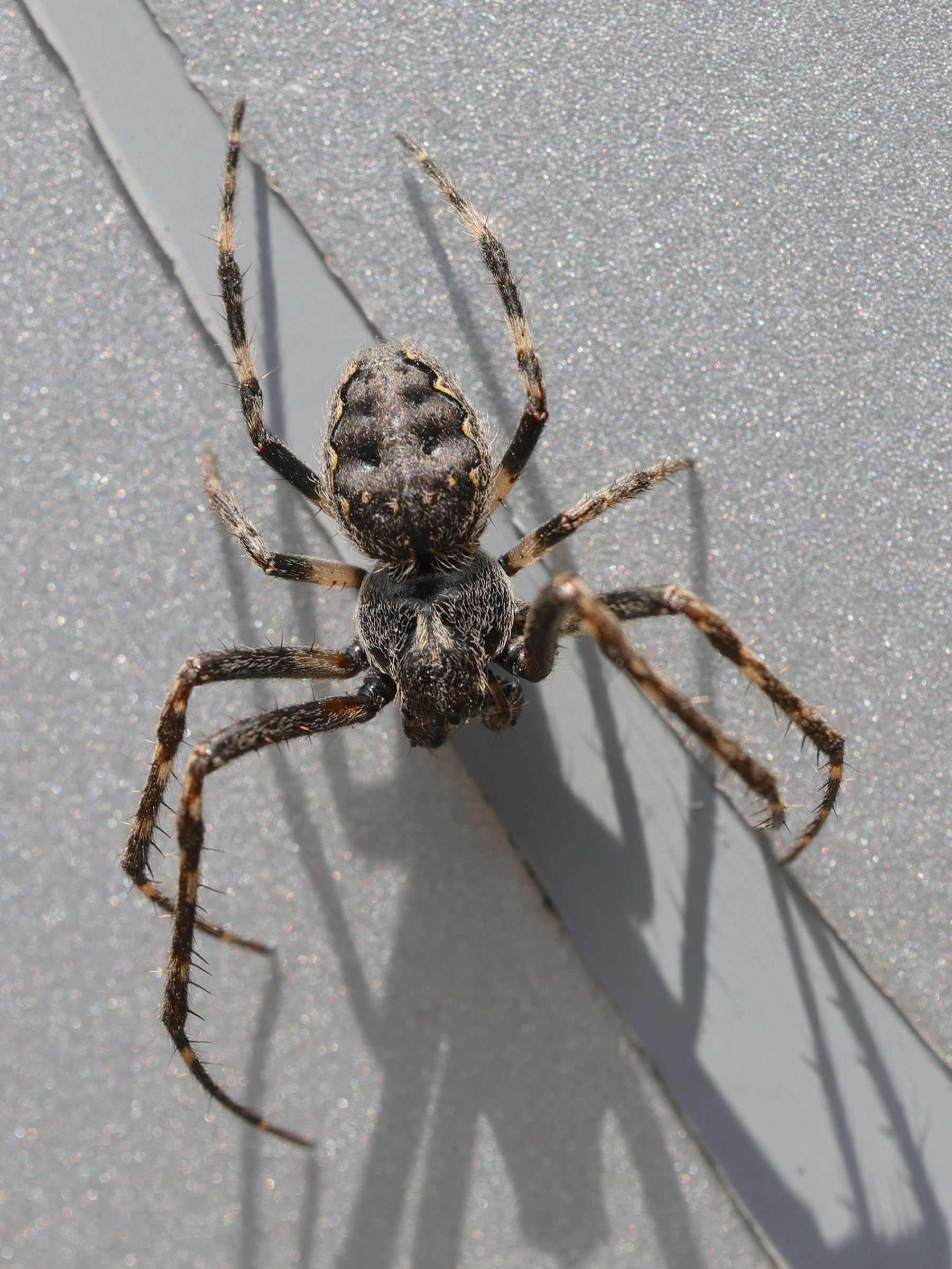 Afficher le média nuctenea_umbratica6md nuctenea_umbratica6md