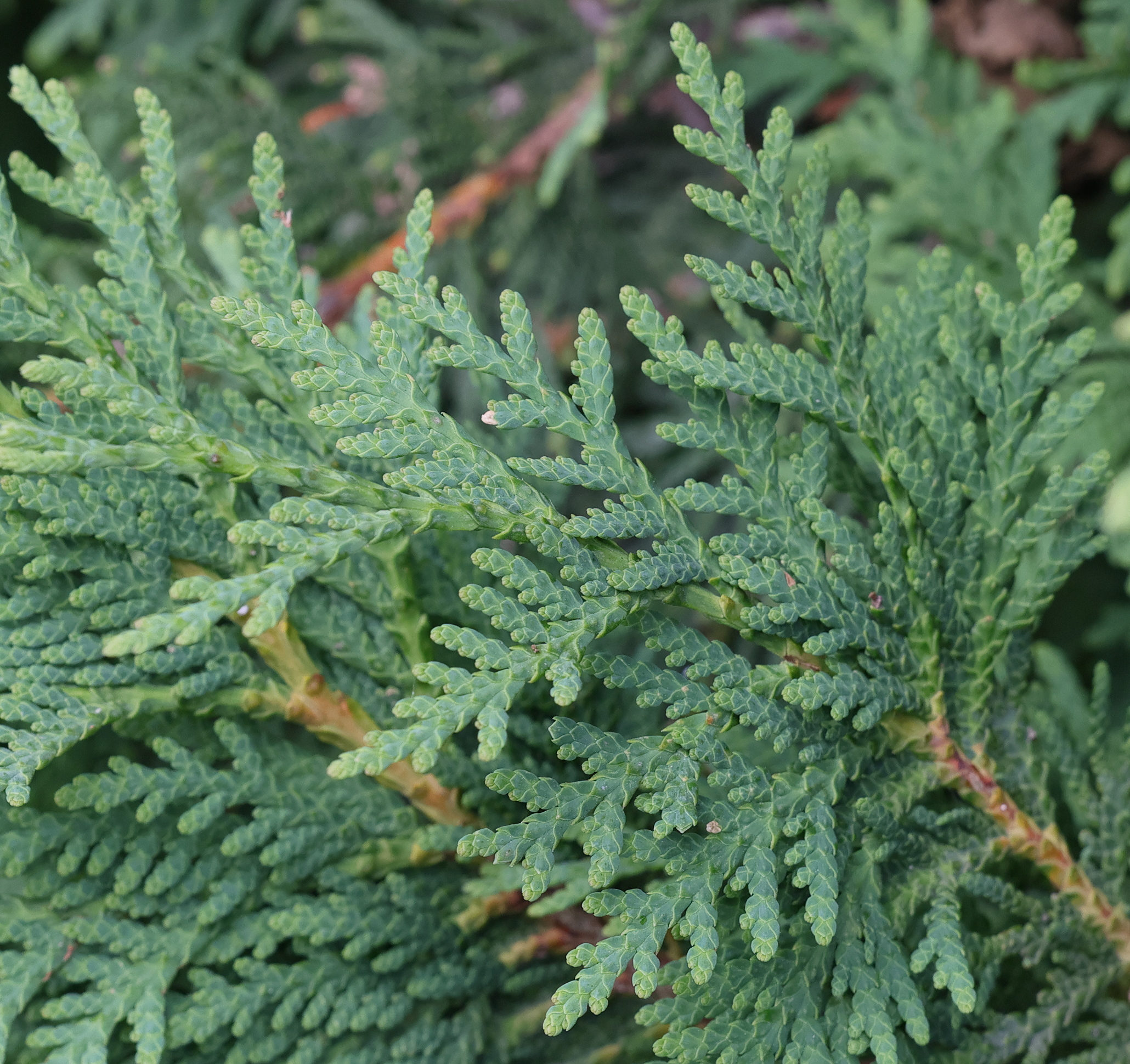 thuja_plicata1md