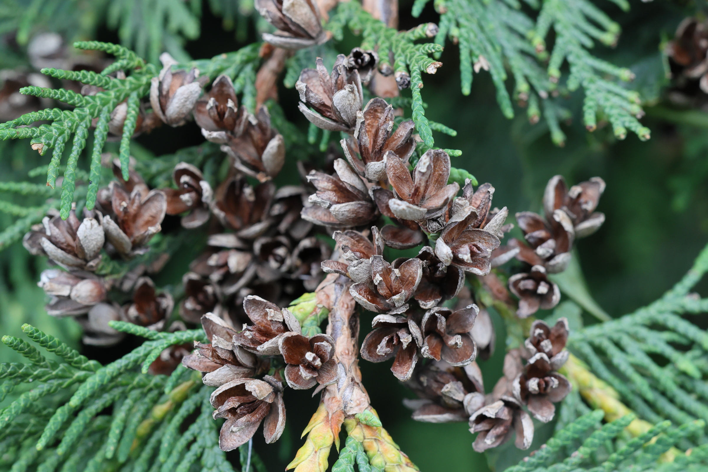 thuja_plicata6md