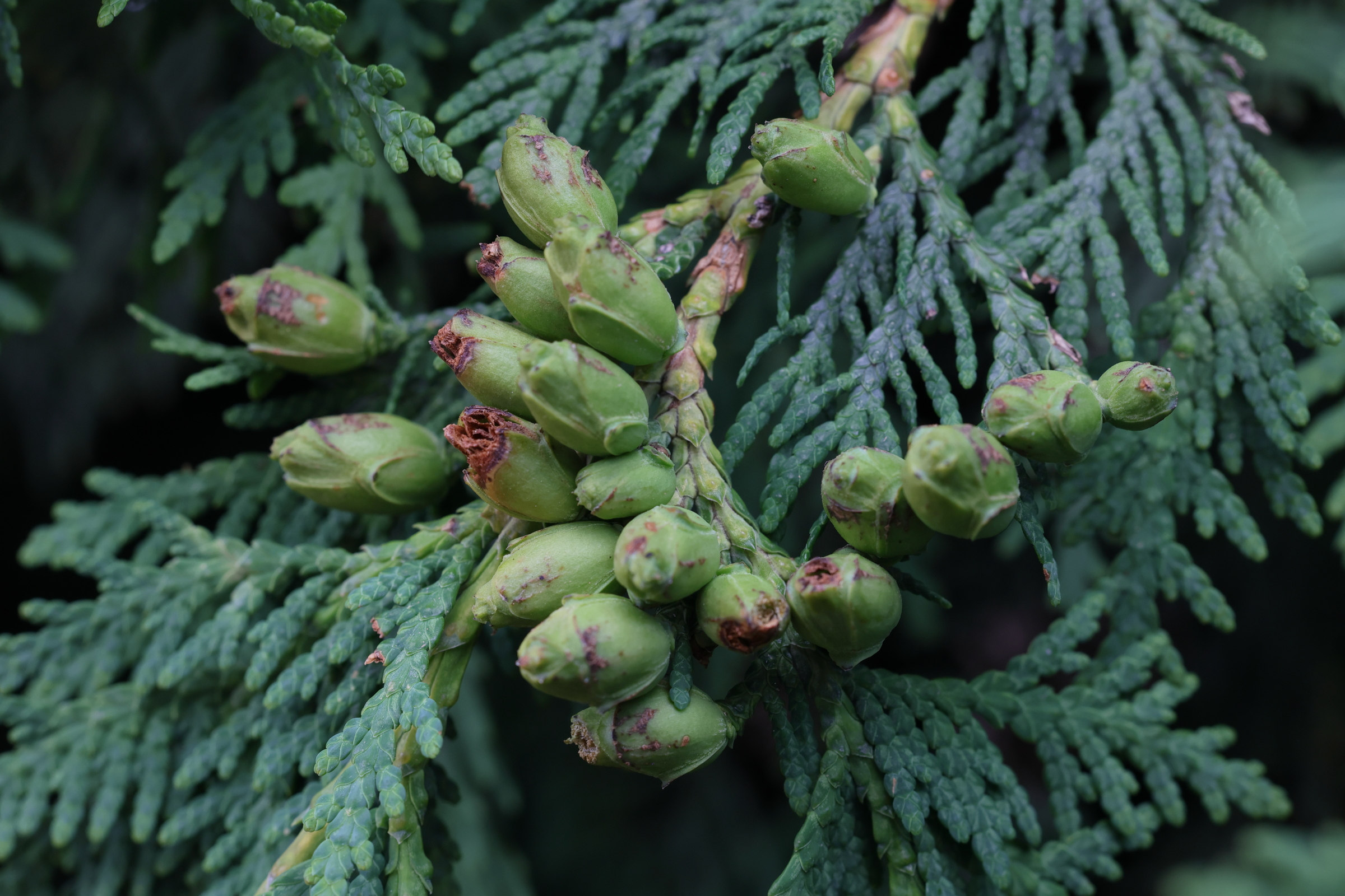 thuja_plicata7md