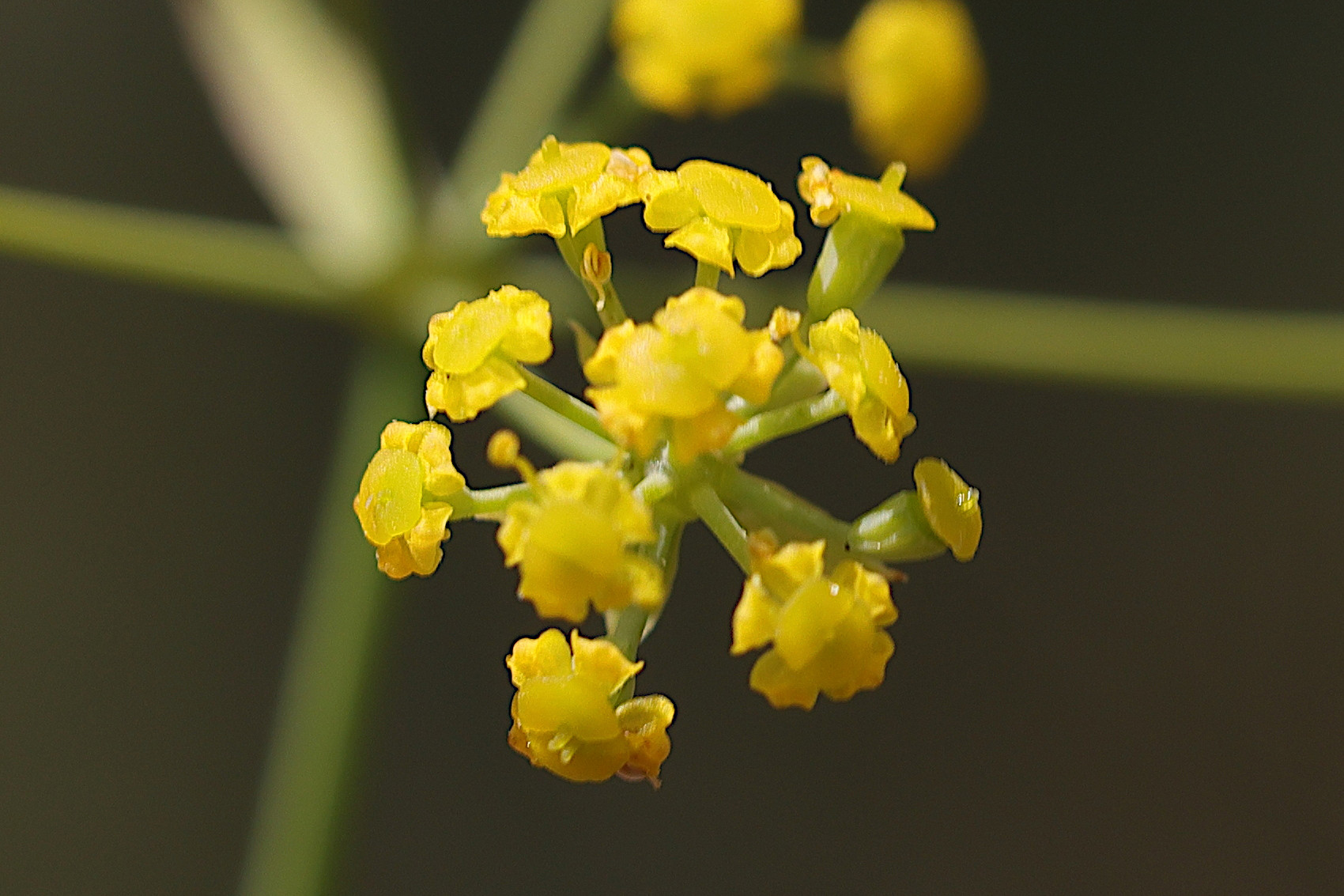 bupleurum_falcatum6md