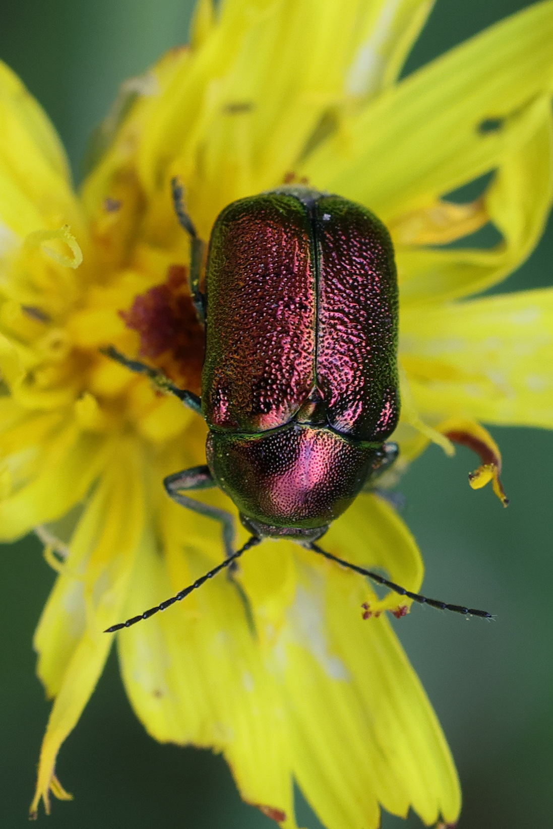 Afficher le média cryptocephalus_aureolus7md cryptocephalus_aureolus7md