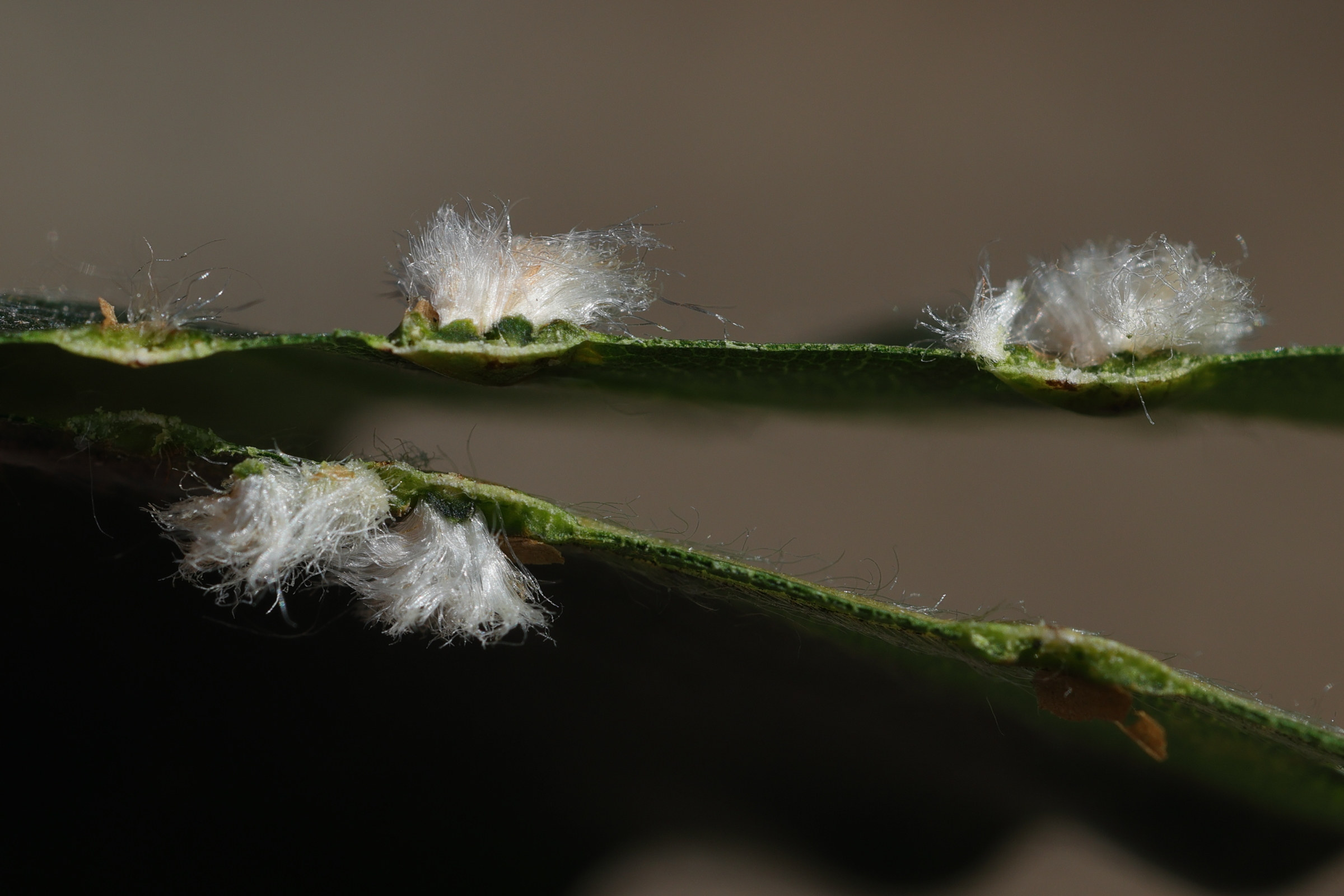 hartigiola_annulipes_galle10md