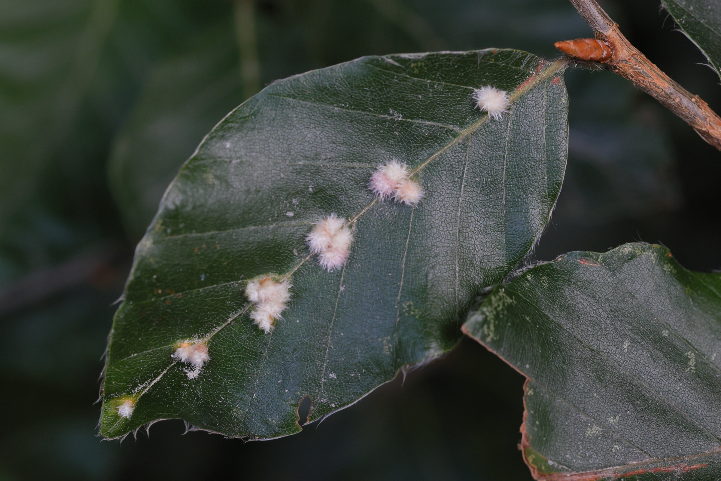 hartigiola_annulipes_galle7md