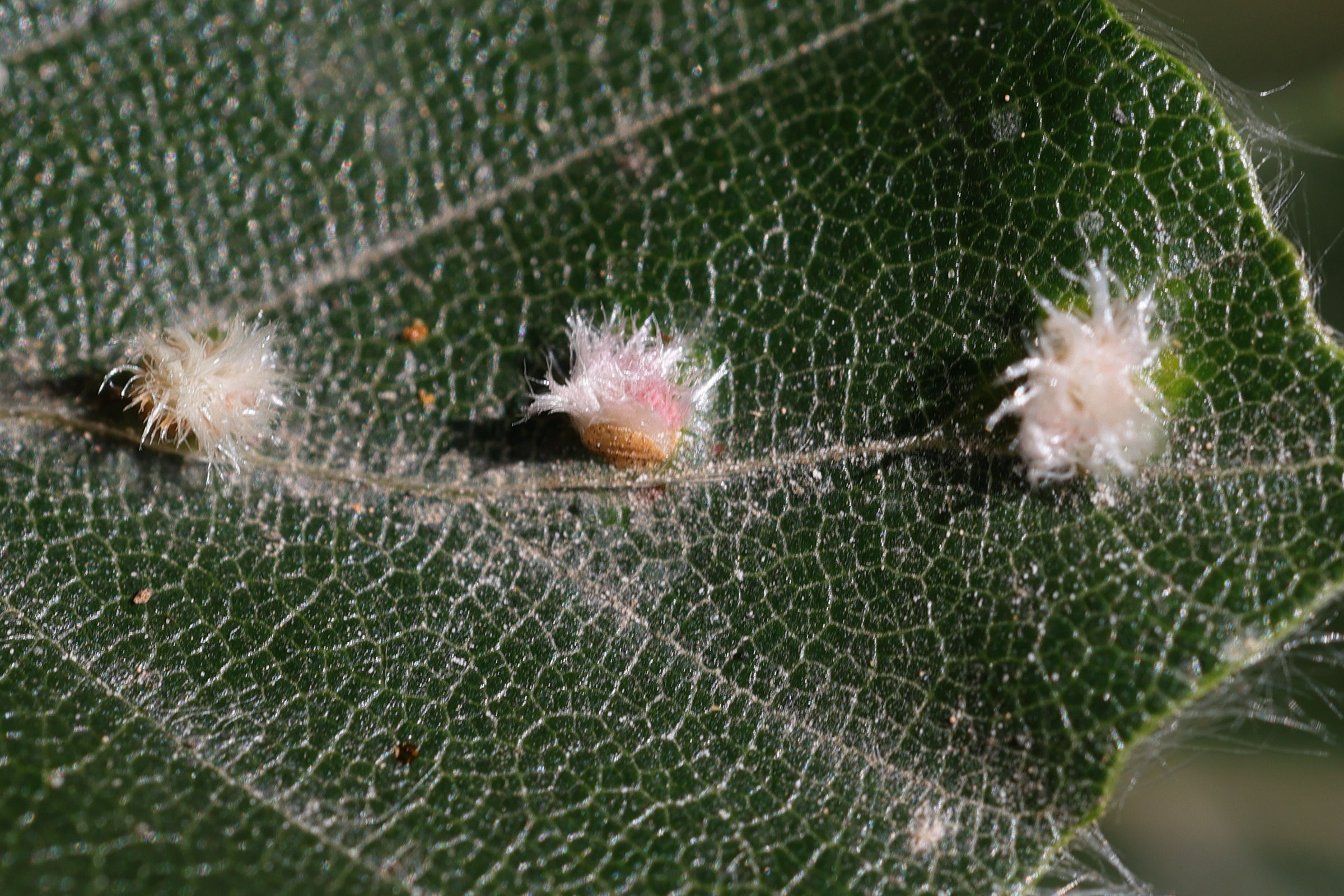 hartigiola_annulipes_galle8md