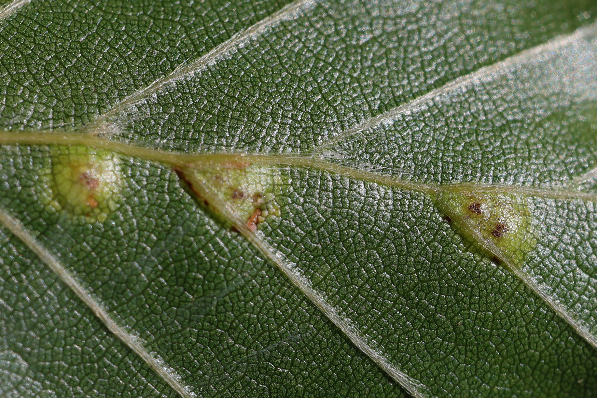 hartigiola_annulipes_galle9md