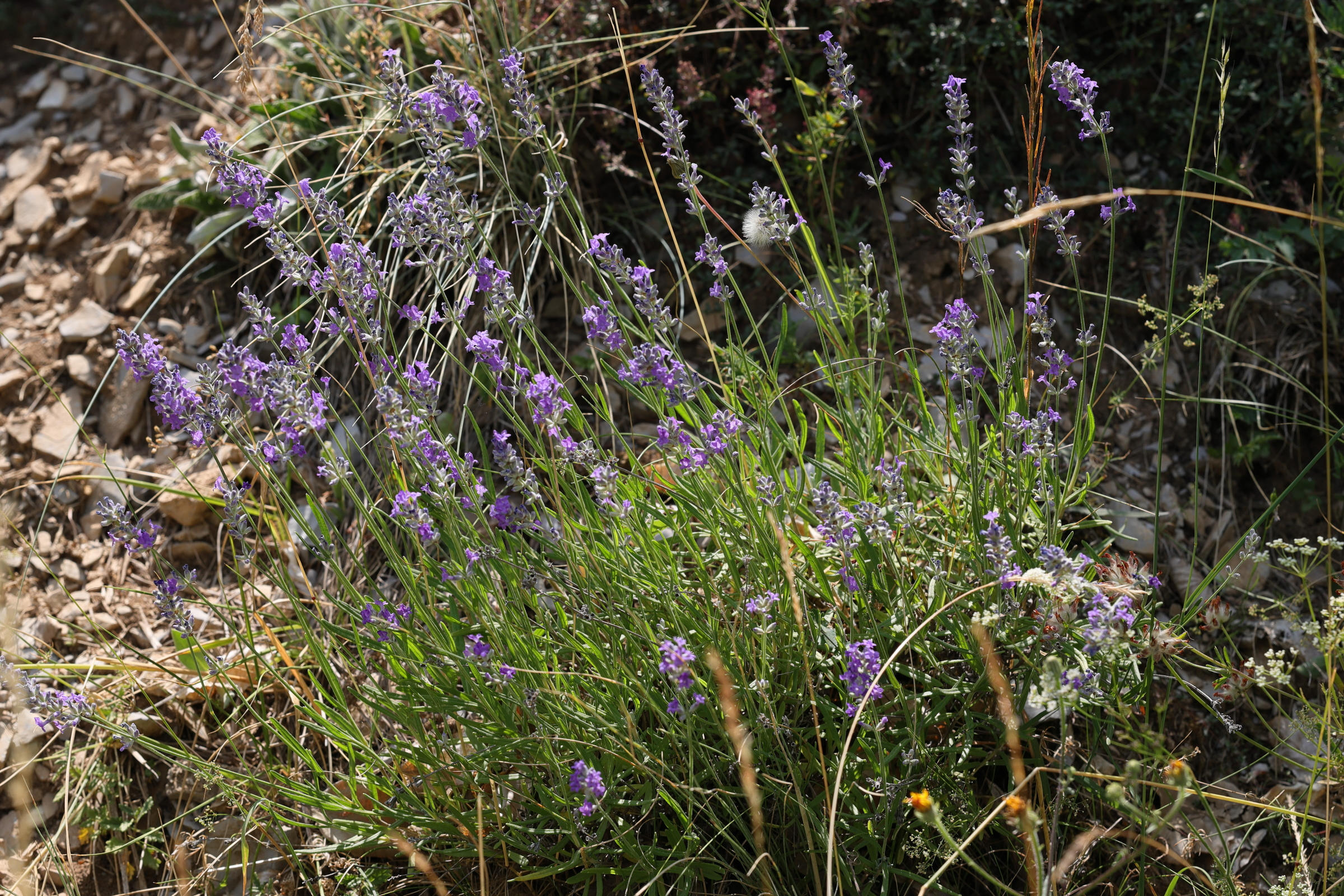 lavandula_angustifoia3md