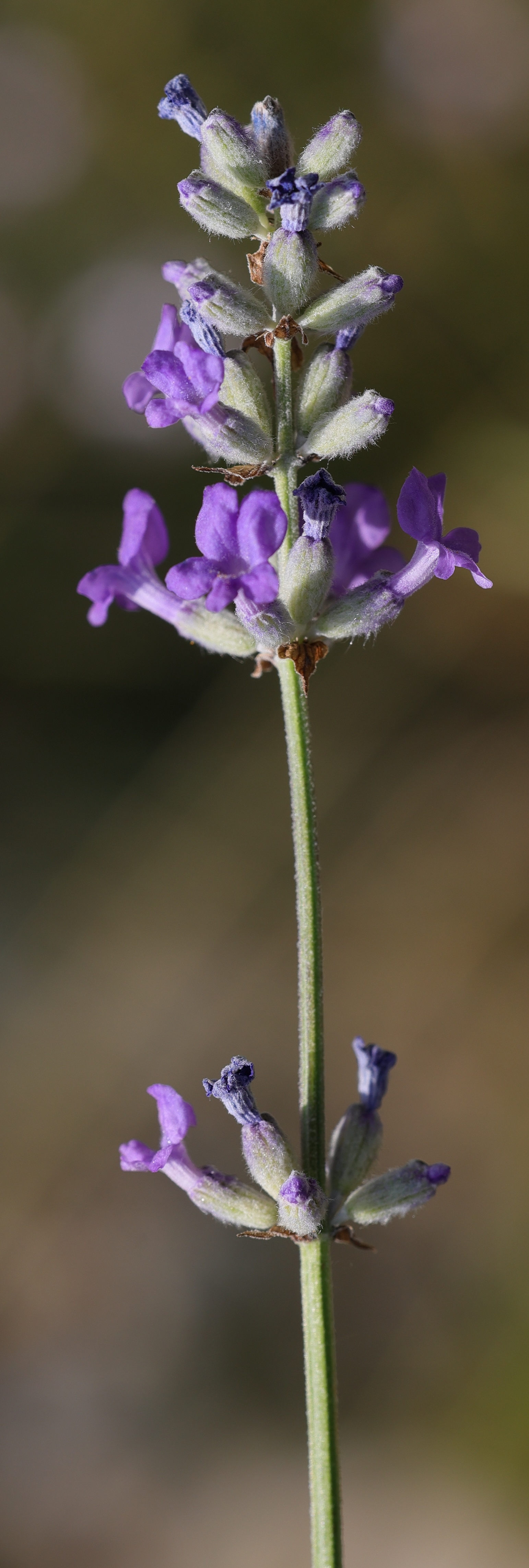 lavandula_angustifolia4md