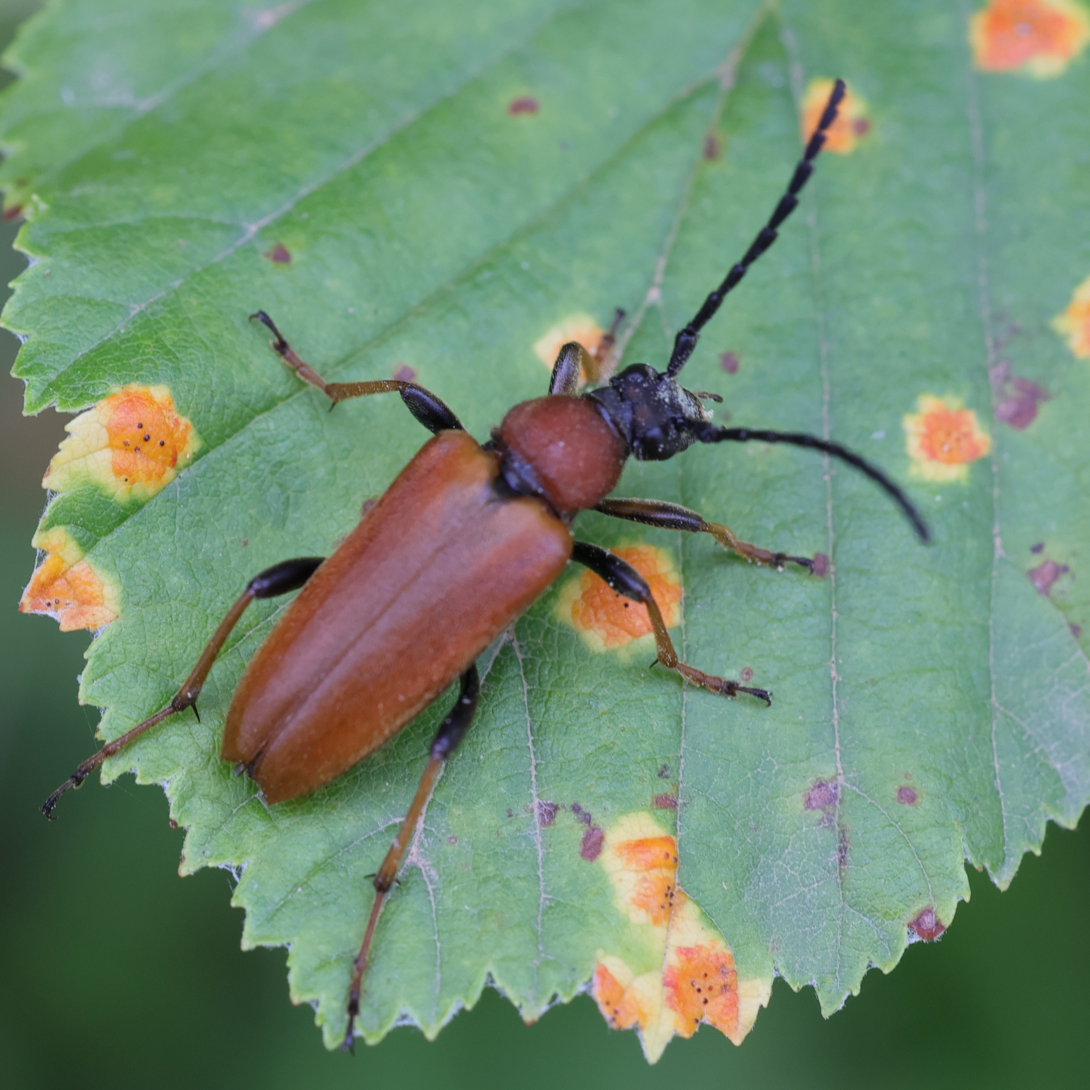 stictoleptura_rubra4md