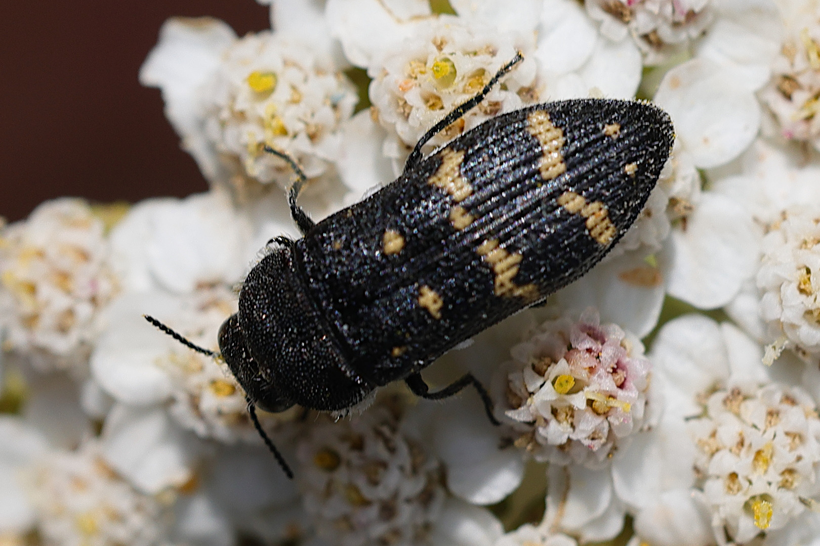 acmaeoderella_flavofasciata1md