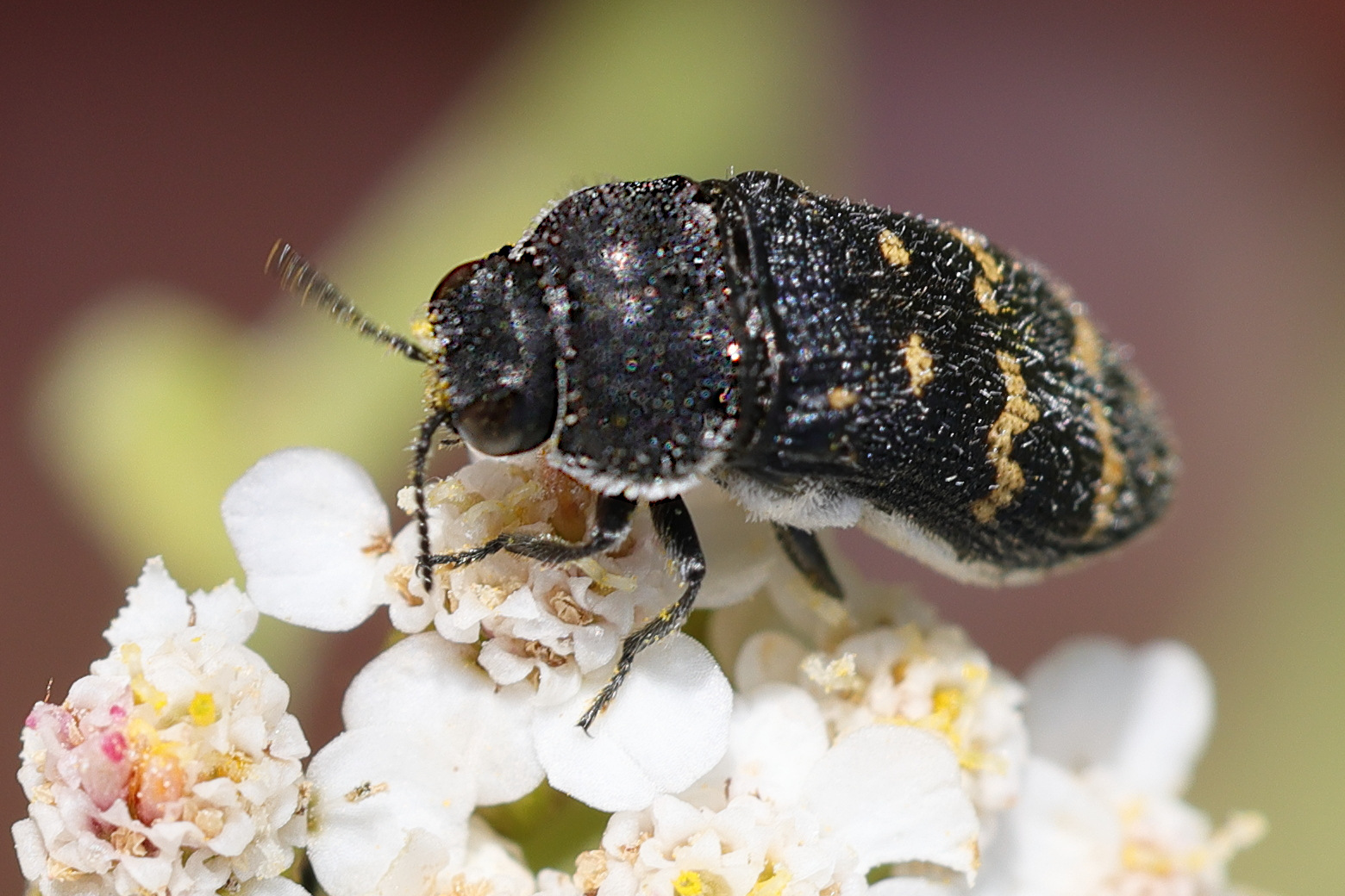 acmaeoderella_flavofasciata2md