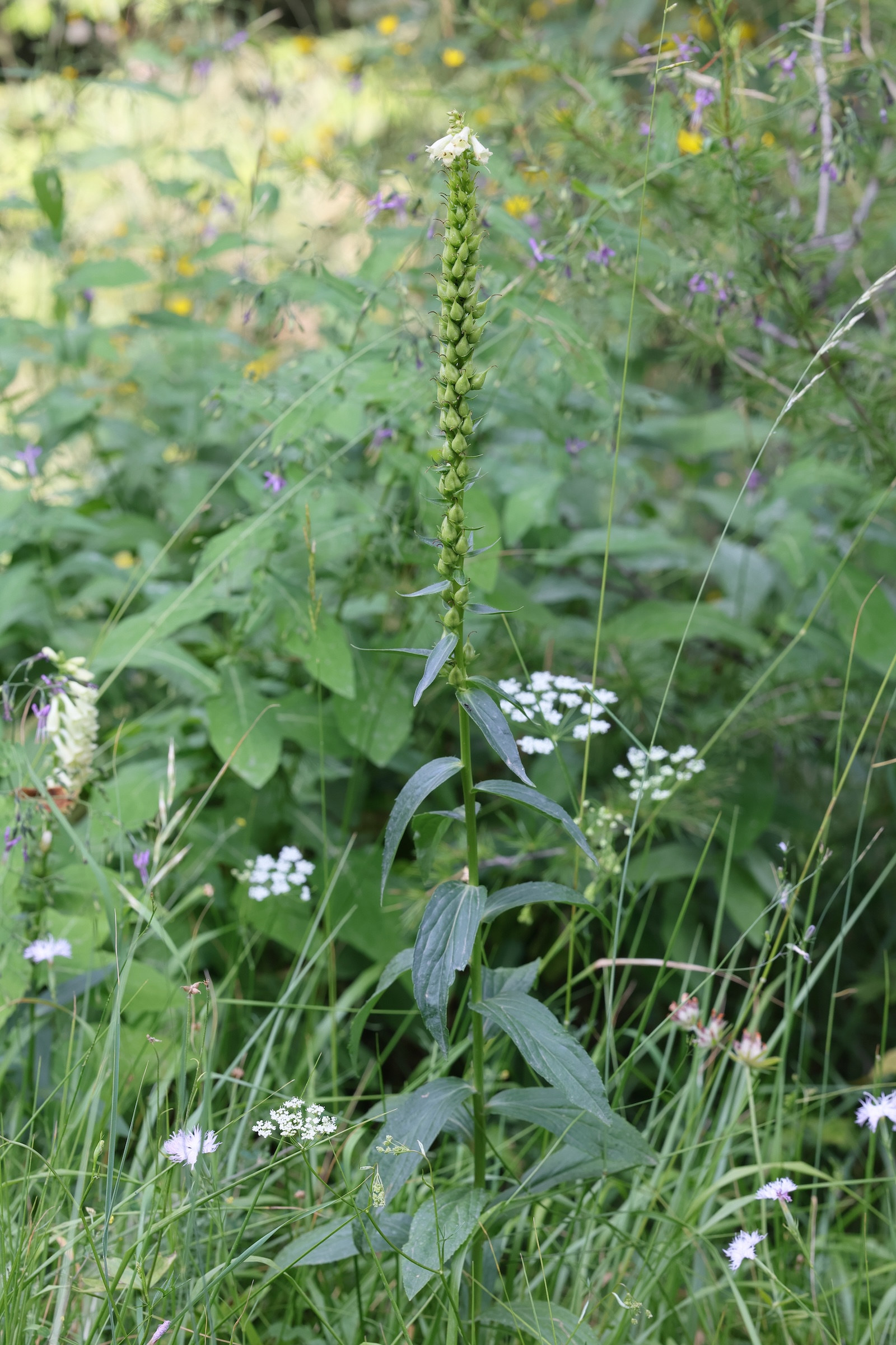 Afficher le média digitalis_lutea1md digitalis_lutea1md