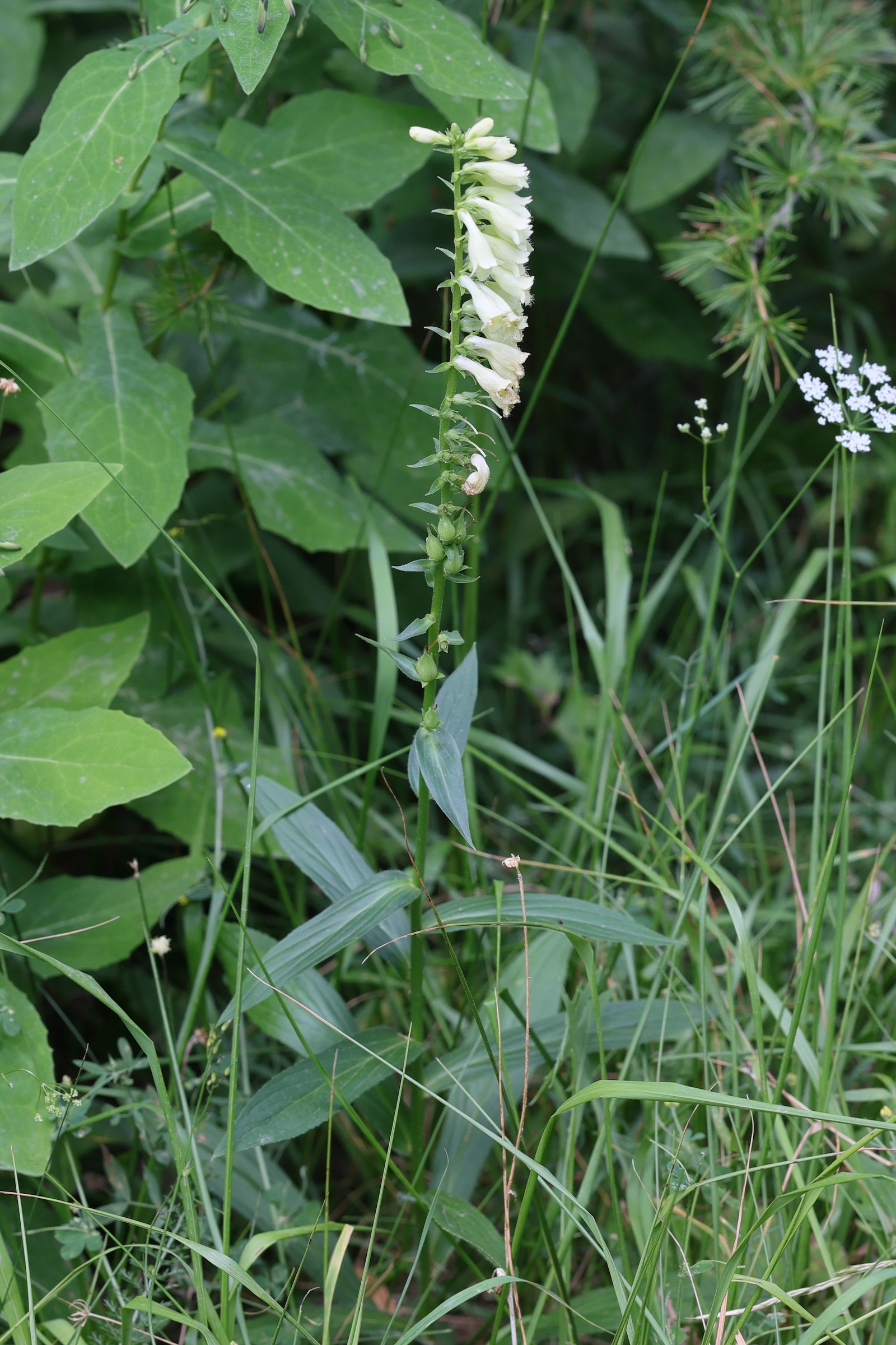 Afficher le média digitalis_lutea4md digitalis_lutea4md