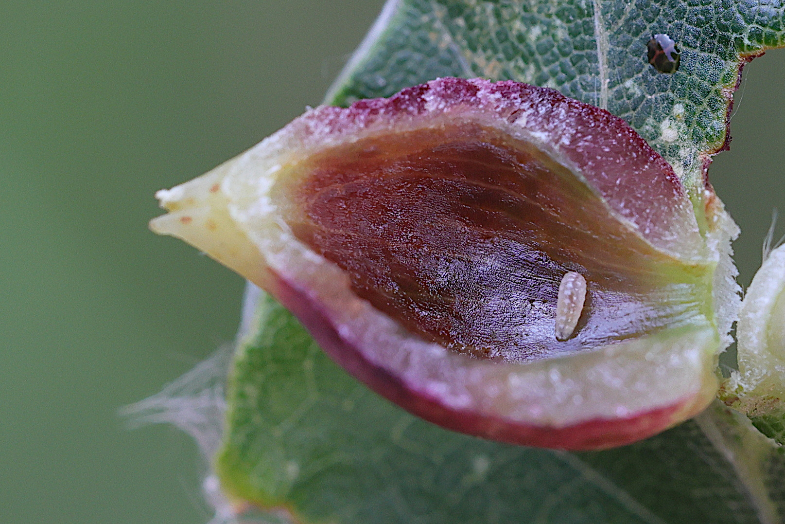 mikiola_fagi_larve1md