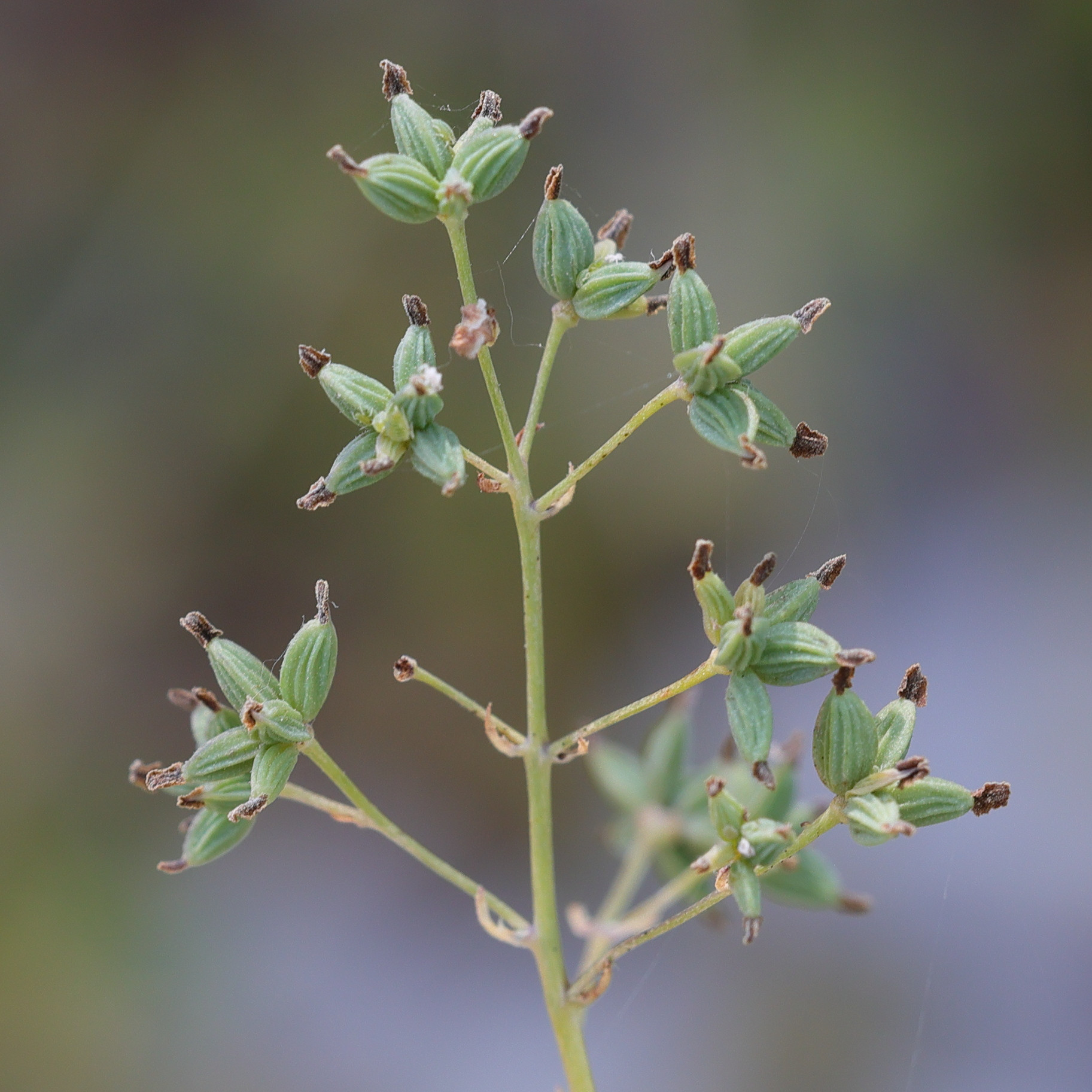 Afficher le média thalictrum_minus4md thalictrum_minus4md