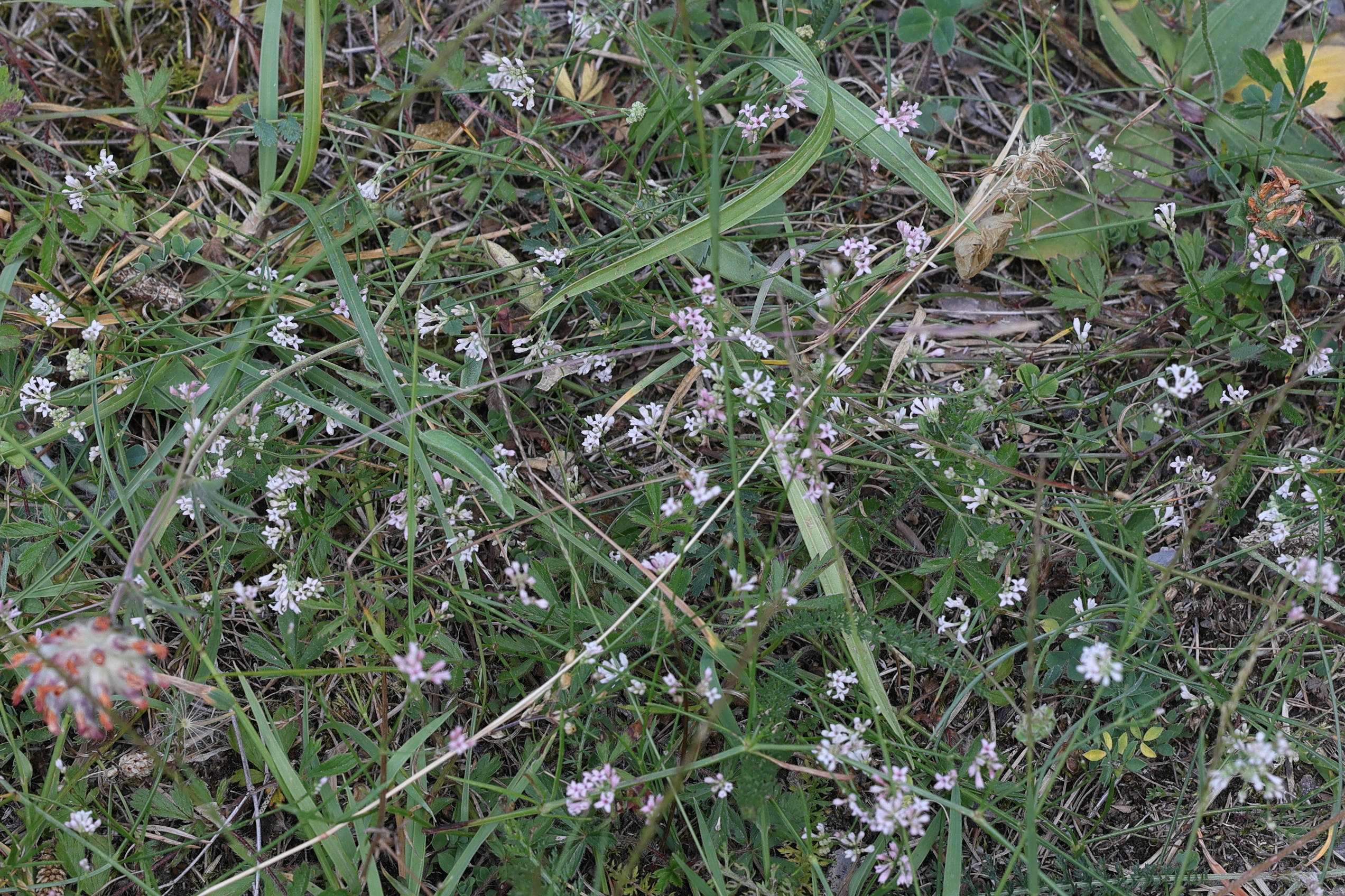 Afficher le média asperula_cynanchica2md asperula_cynanchica2md