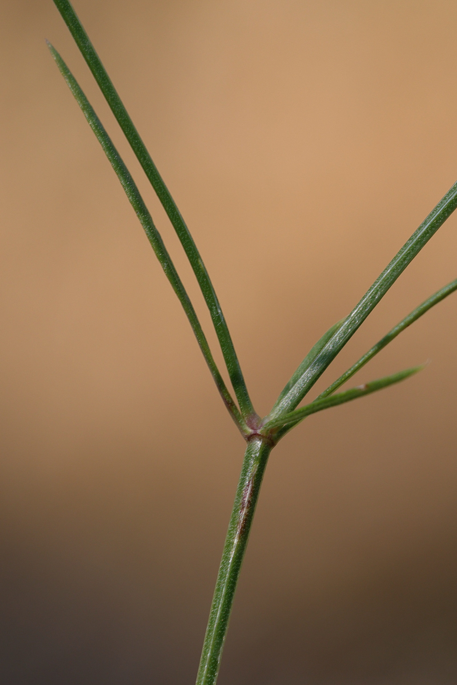 Afficher le média asperula_cynanchica3md asperula_cynanchica3md